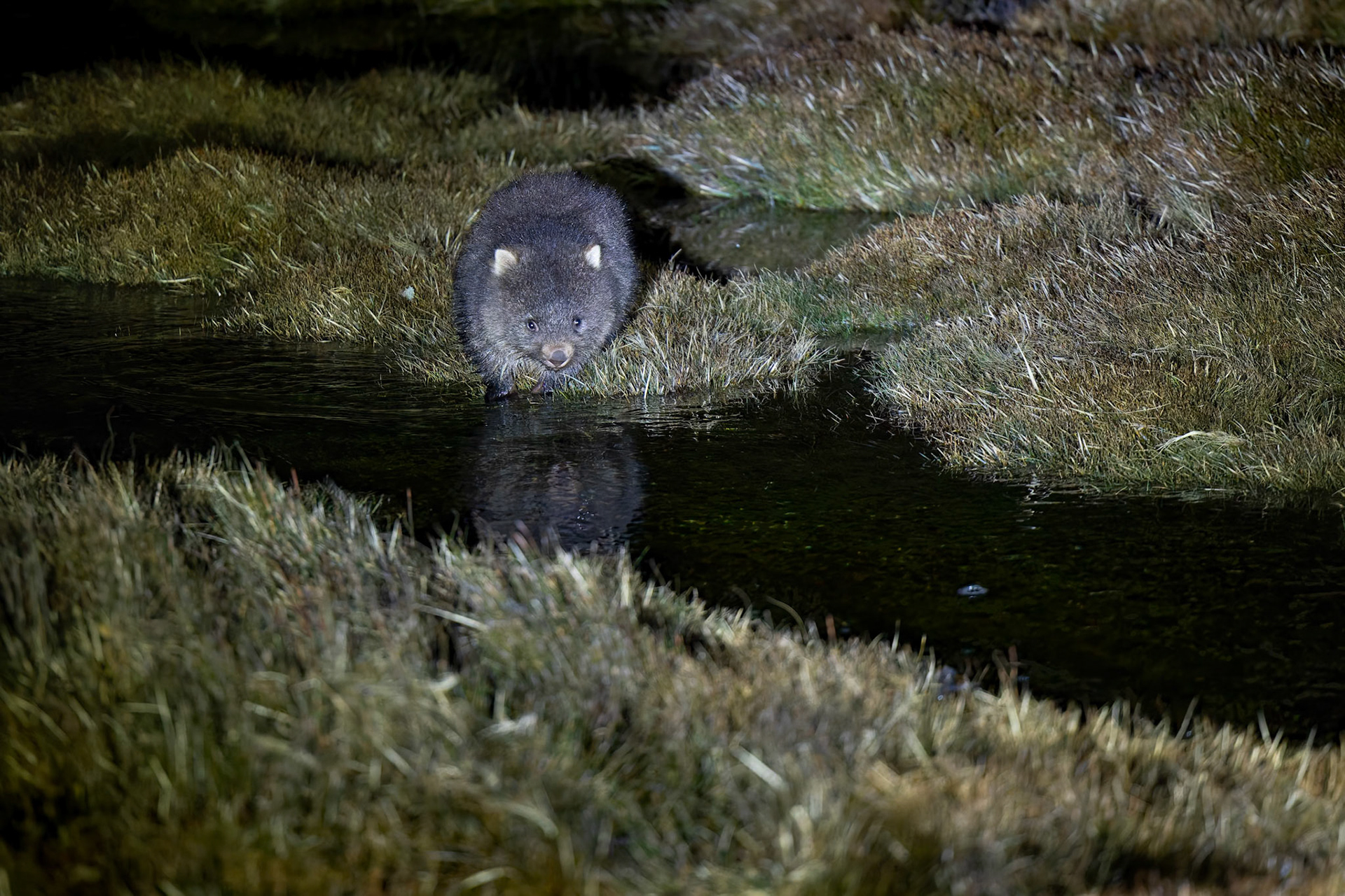 A wombat on the Night Spotting Tour at Cradle Mounntain in Tasmania, Australia