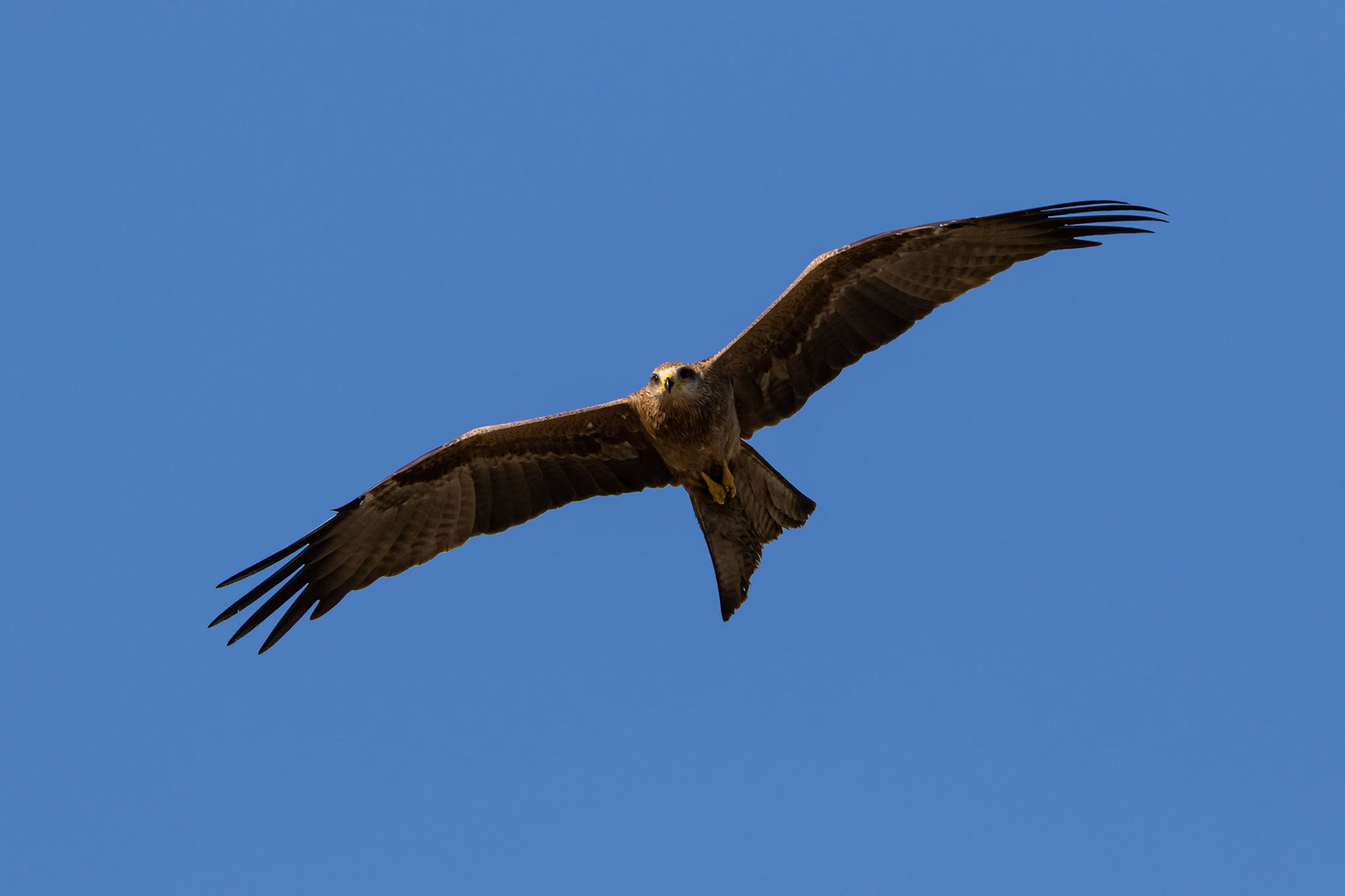 Black Kite on patrol at Carmilia, Queensland