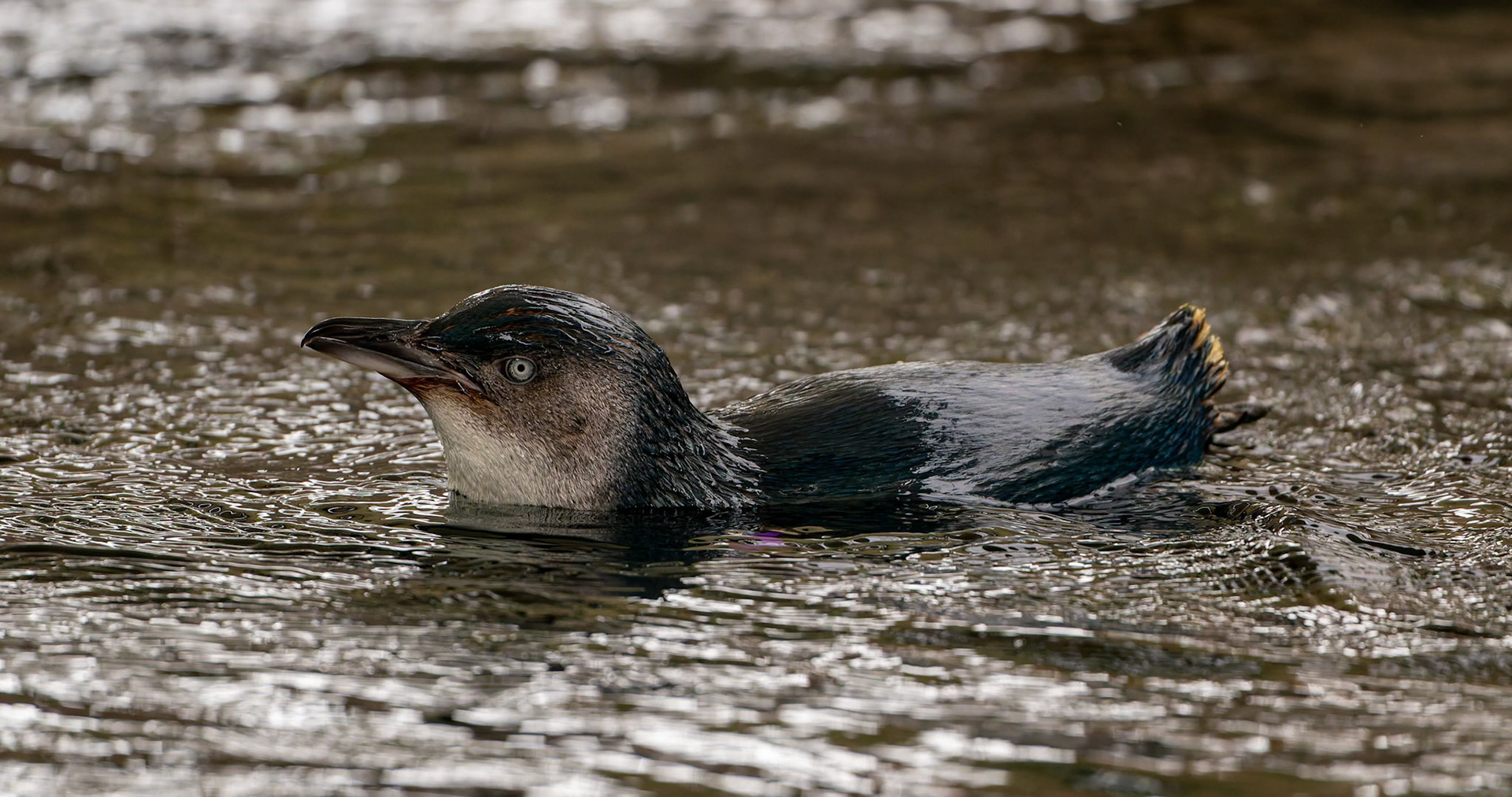 Little Penguins at the Melbourne Zoo in Melbourne, Australia