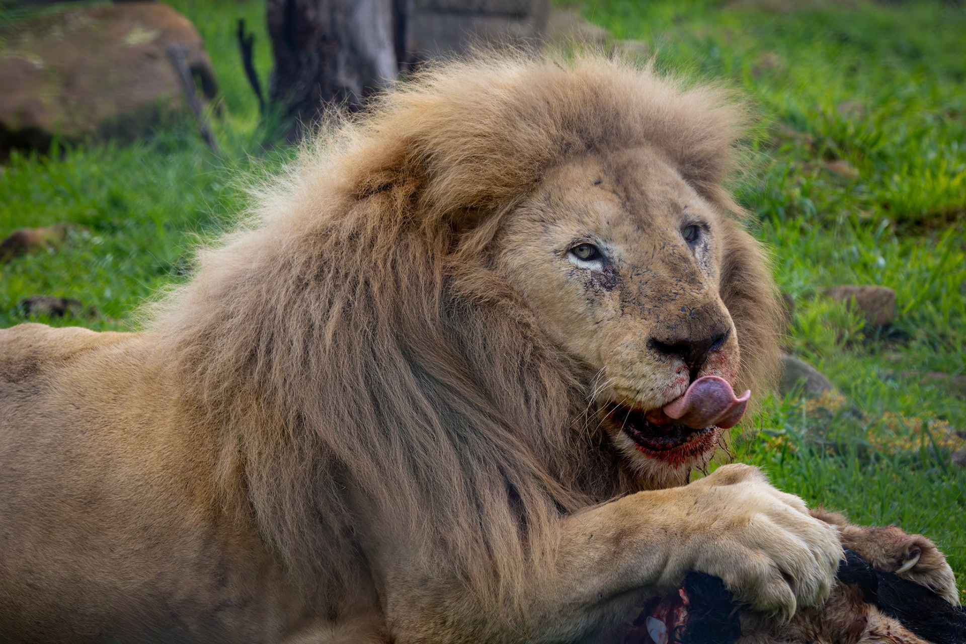 African Lion at the Tasmanian Zoo outside of Launceston in Tasmania, Australia