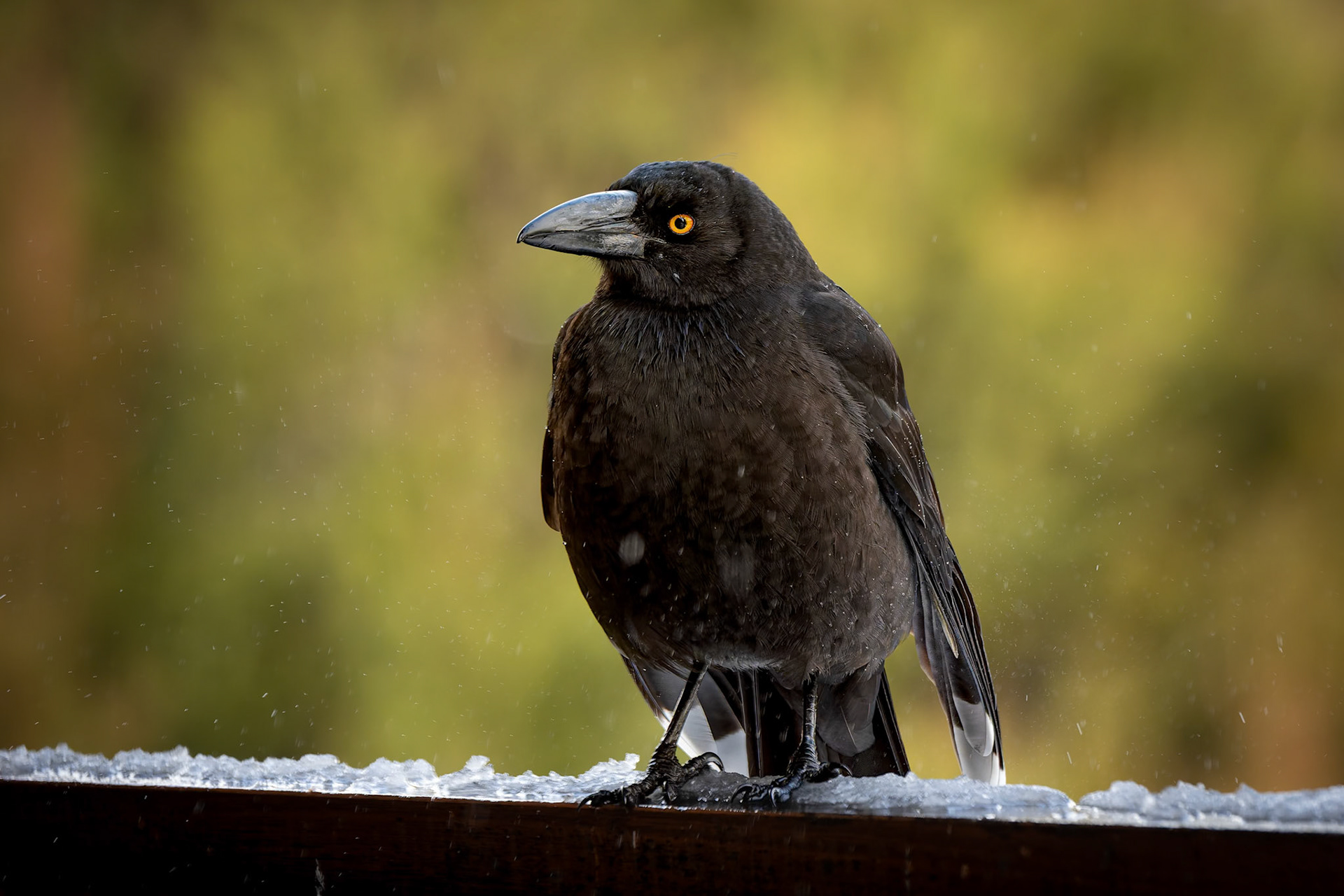 Black Currawong at Peppers Cradle Mountain Lodge at Cradle Mounntain in Tasmania, Australia