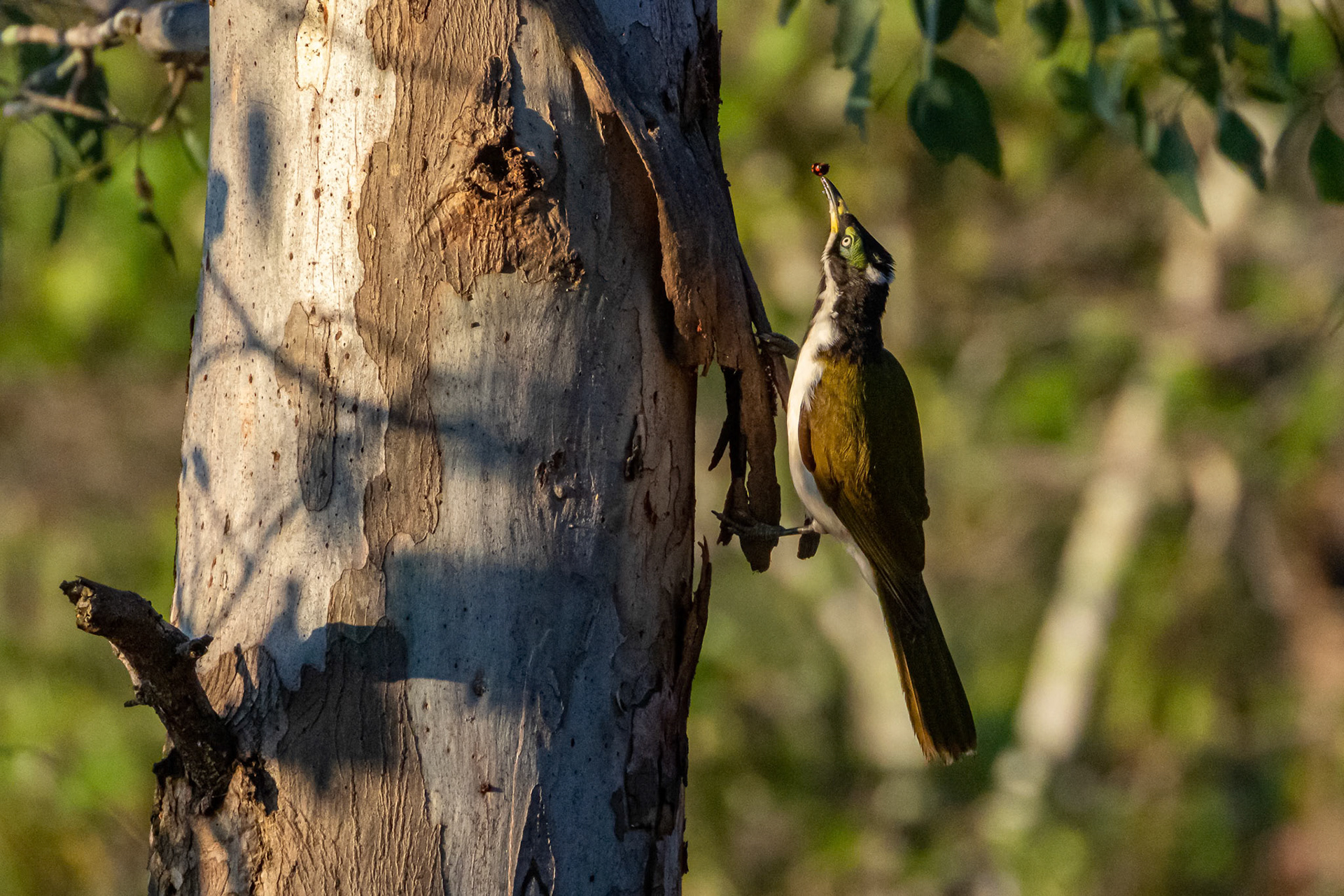 Juvenile Blue Faced Honey-Eater organising breakfast at Oxley Creek Commin in Rocklea, Australia