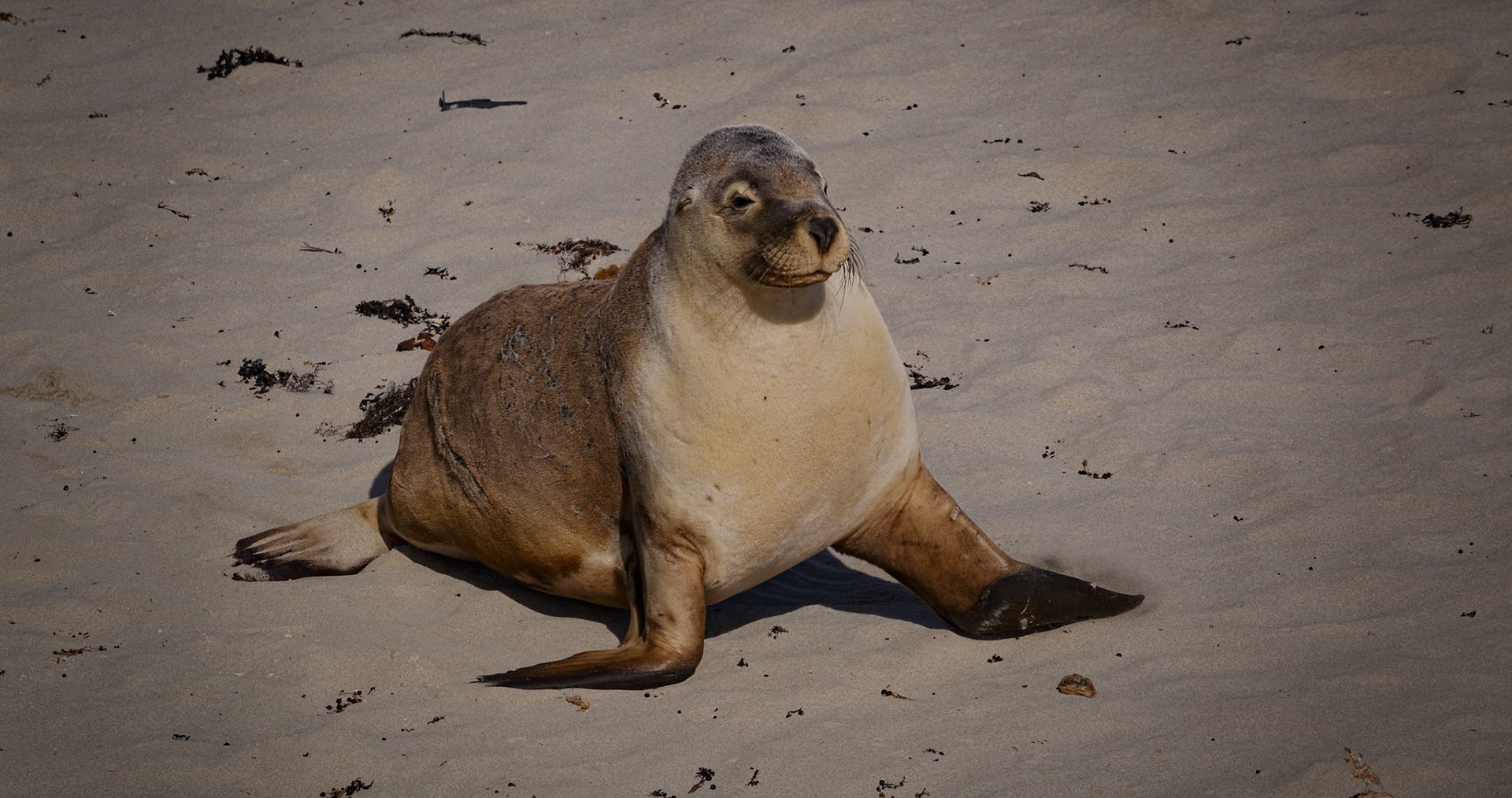 Australian Sea Lion at Seal Bay on Kangaroo Island, Australia