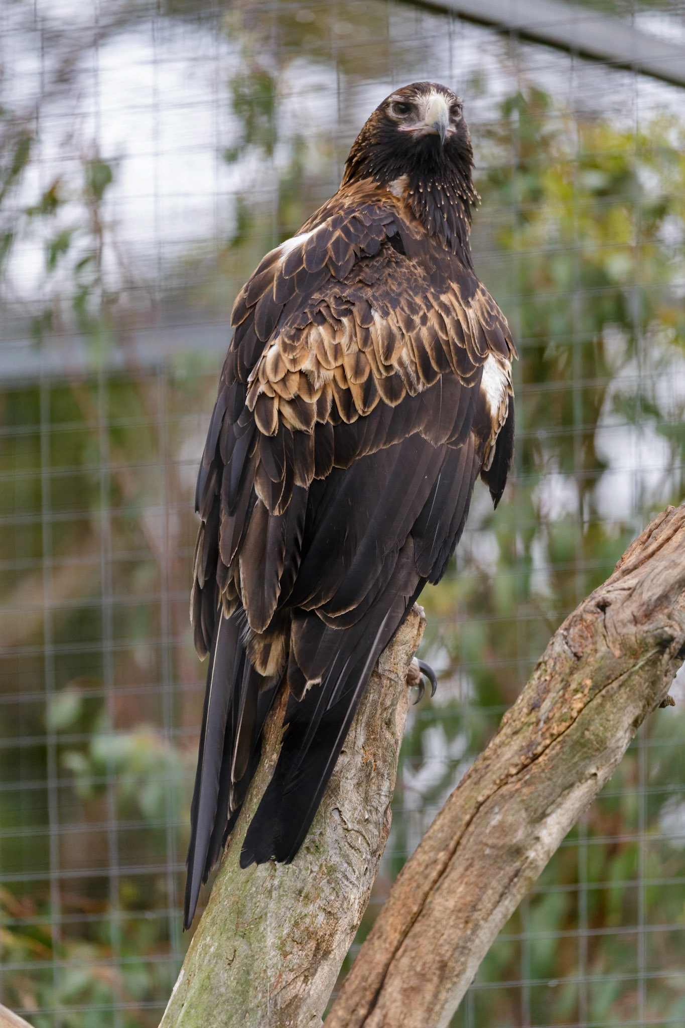 Wedge-Tailed Eagle at the Kangaroo Island Wildlife Park on Kangaroo Island, Australia