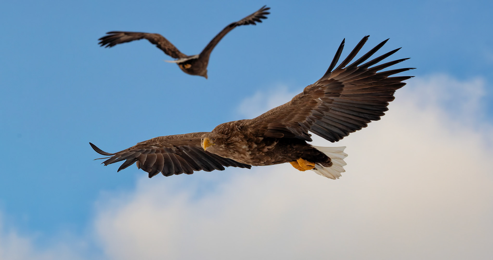 White Tailed Eagle hunting for breakfast at Rausu Fishing Port on the Island of Hokkaido, Japan
