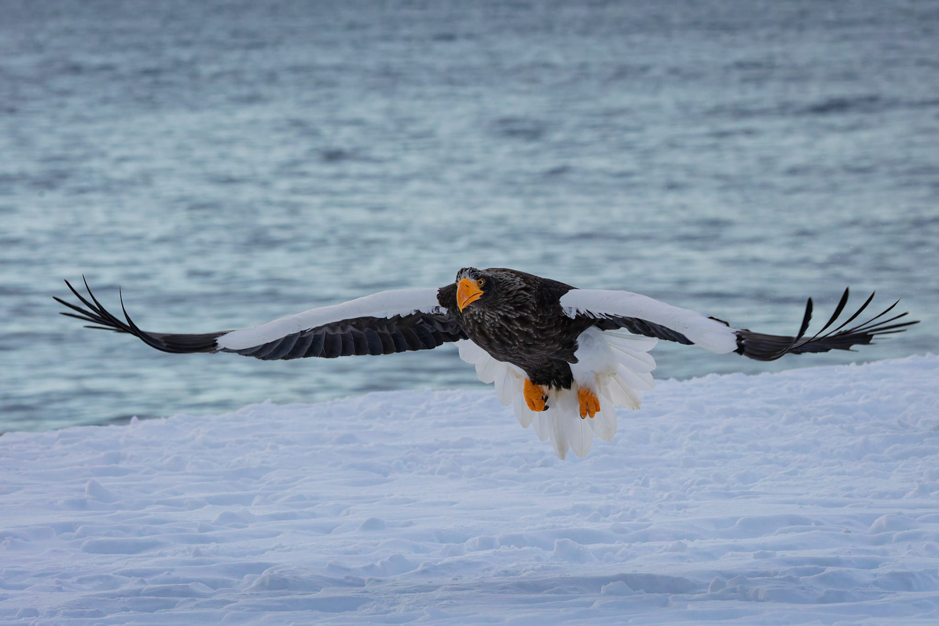 Stella Eagle searching for breakfast at Rausu Fishing Port on the Island of Hokkaido, Japan