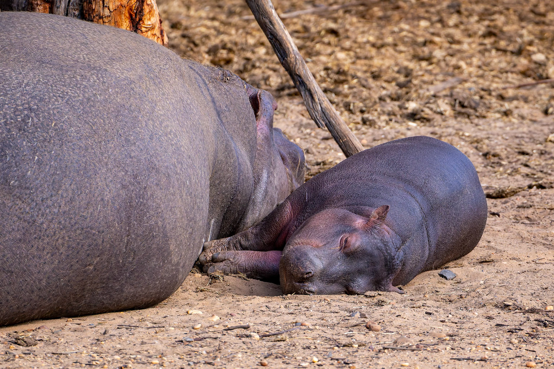 Mother and Baby Hippopotamus having a nap at Dubbo Zoo in Dubbo, Australia