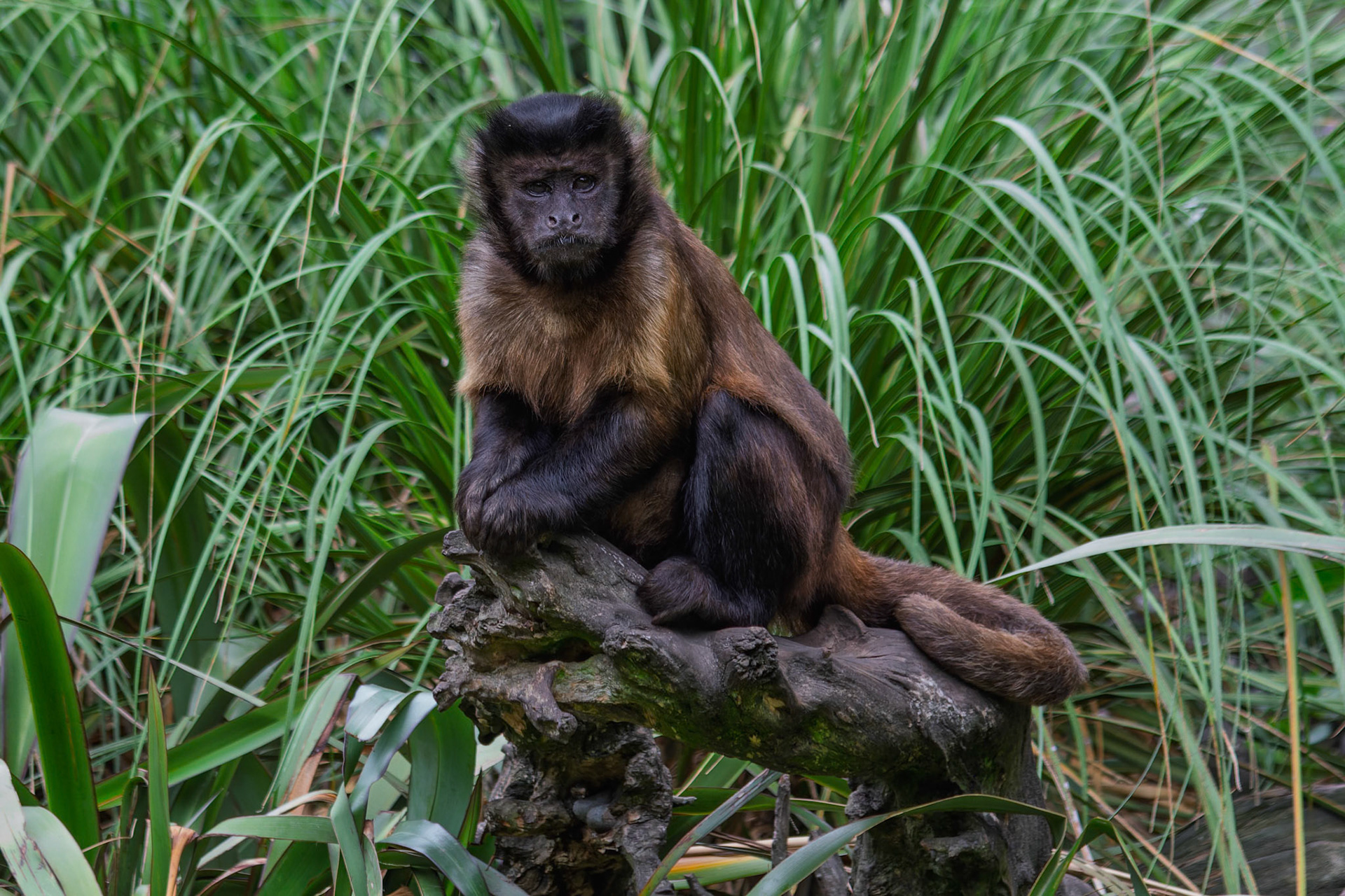 Capuchin at the Willowbank Wildlife Park, Christchurch, New Zealand