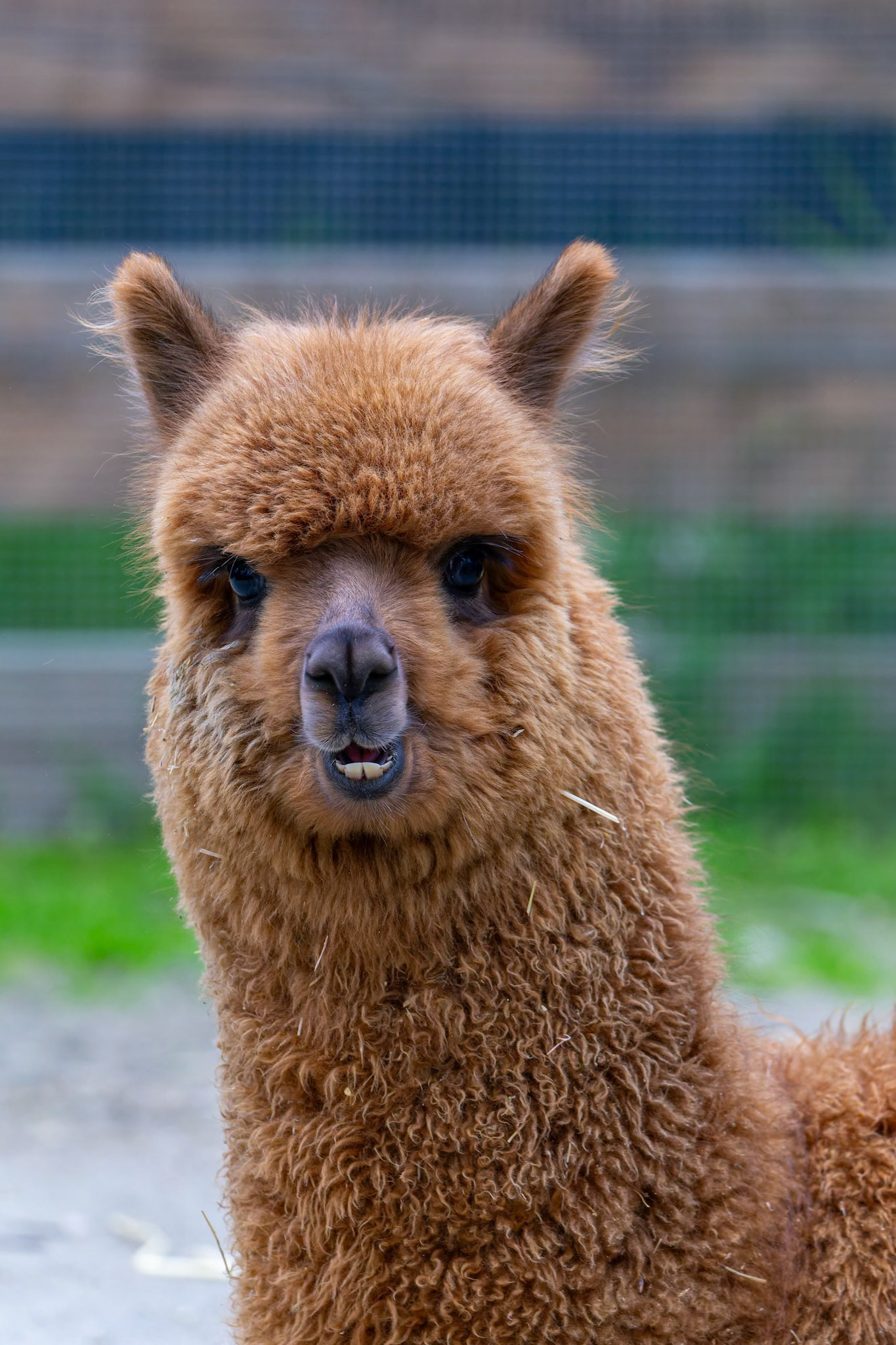 Alpaca at the Adelaide Zoo, South Australia, Australia