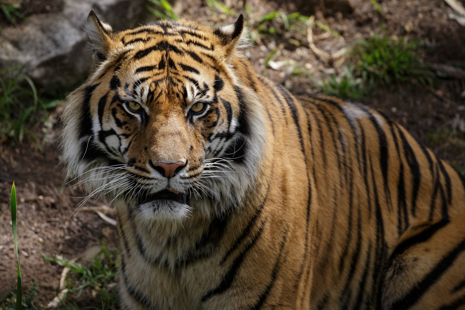 Sumatran Tiger at Dubbo Zoo in Dubbo, Australia