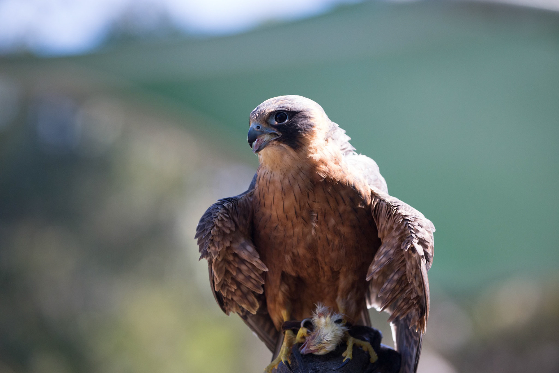 Australian Hobby Falcon at the Raptor Domain on Kangaroo Island, Australia