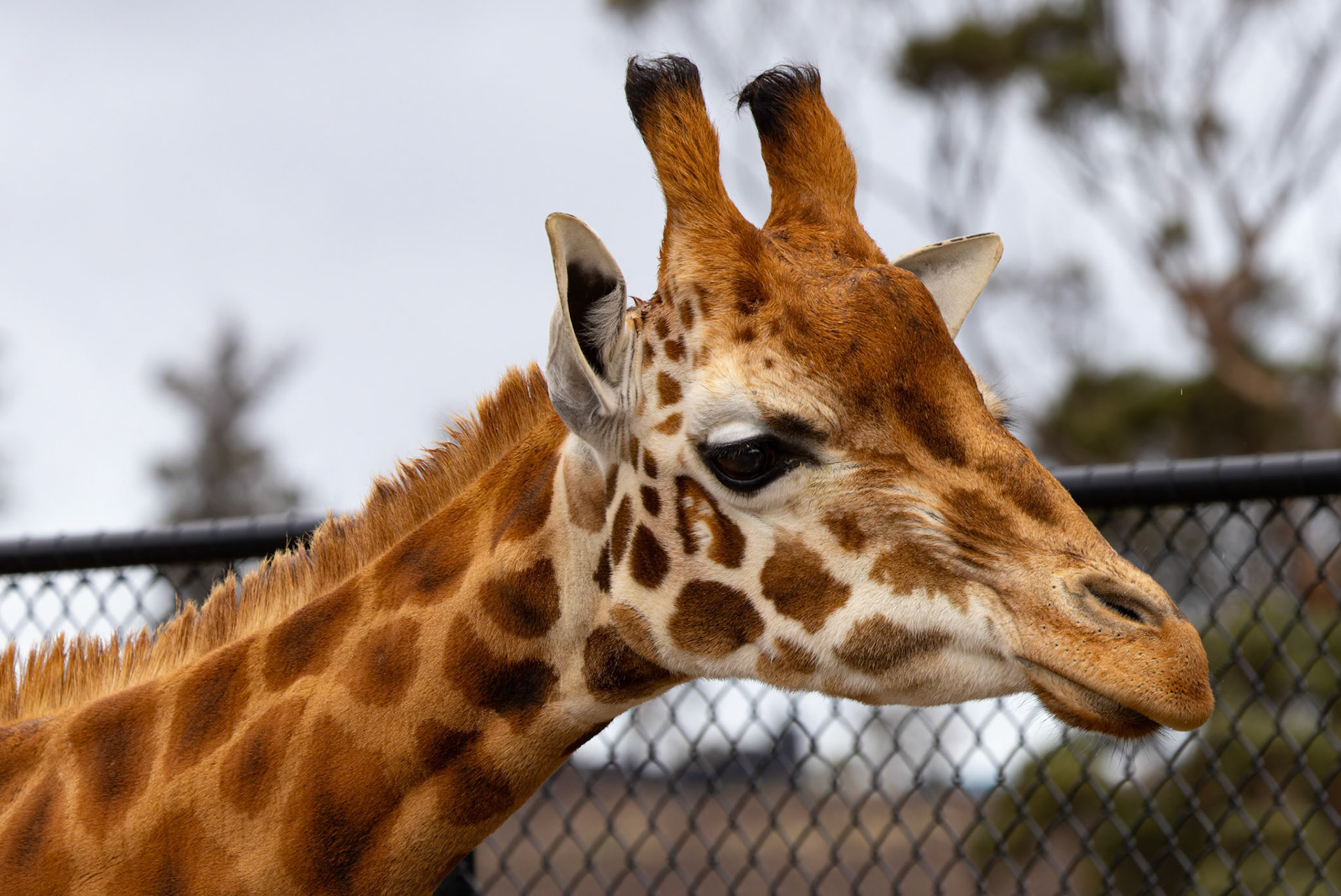 Giraffe at the Tasmanian Zoo outside of Launceston in Tasmania, Australia
