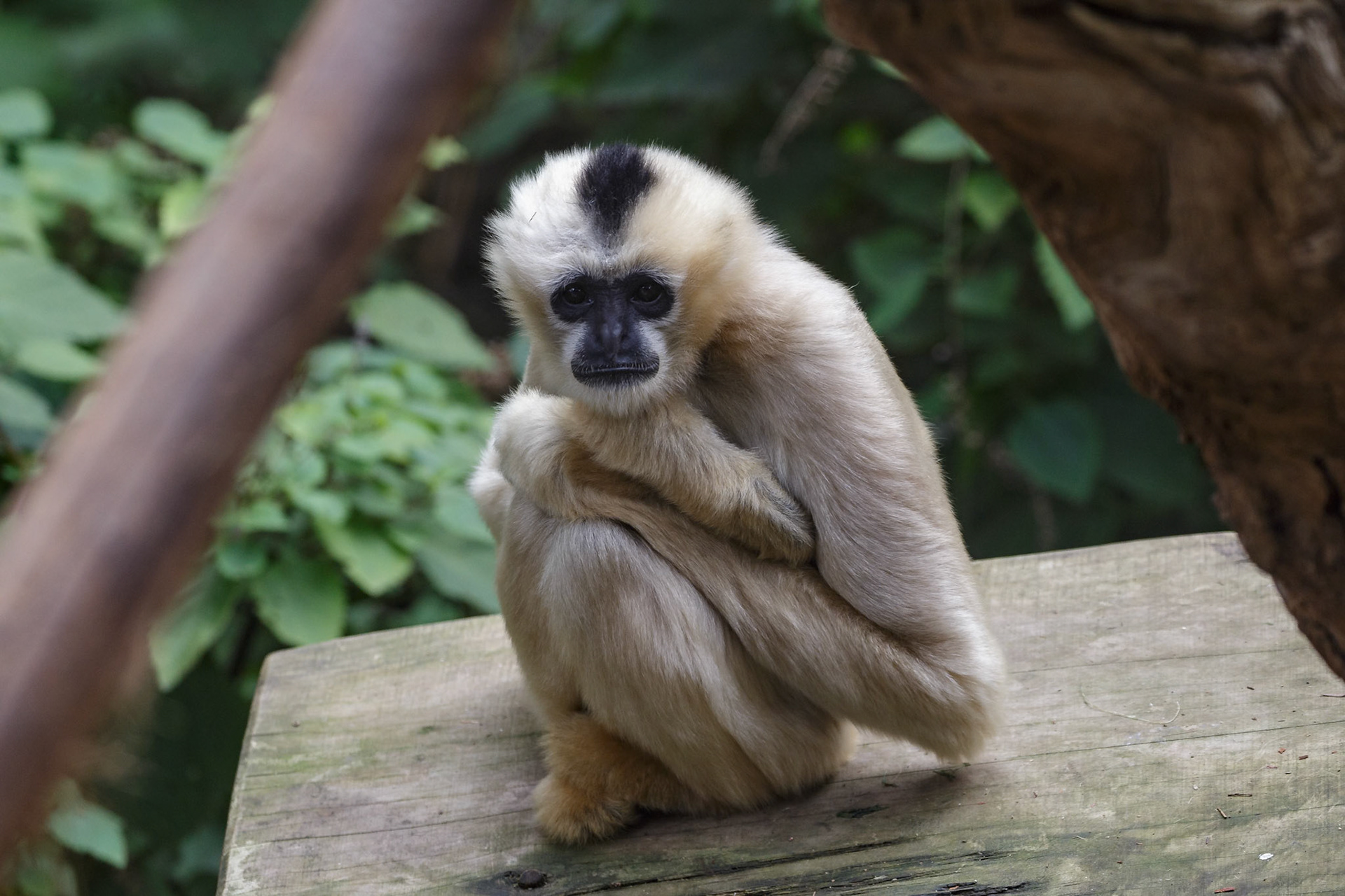 White-Cheeked Gibbon at the Melbourne Zoo in Melbourne, Australia