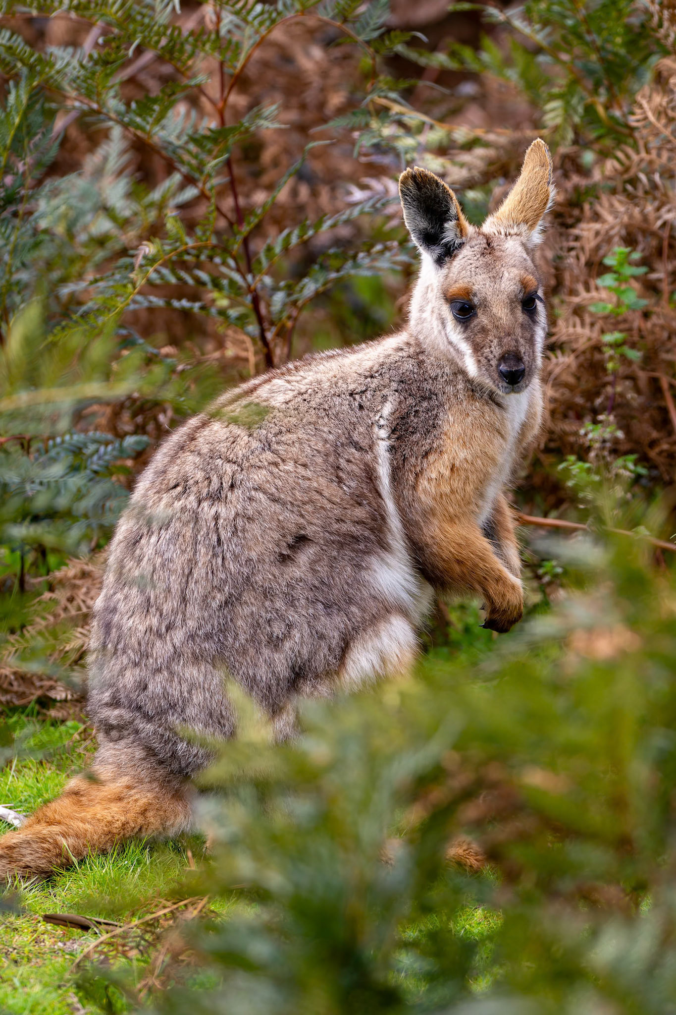 Yellow Footed Rock Wallaby at Halls Gap Zoo in Halls Gap Victoria, Australia