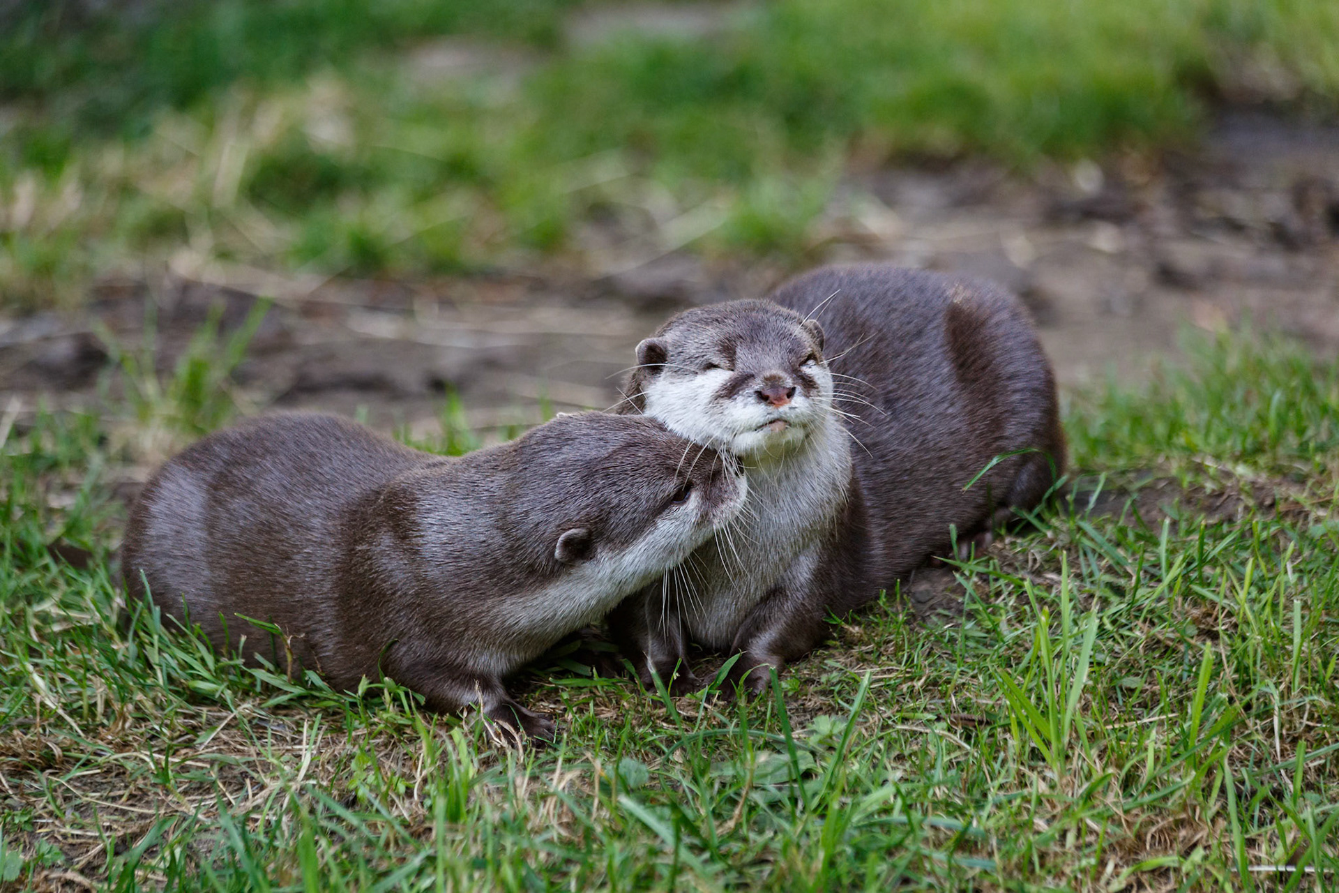Asiatic Short-Clawed Otter at the Edinburgh Zoo, Scotland