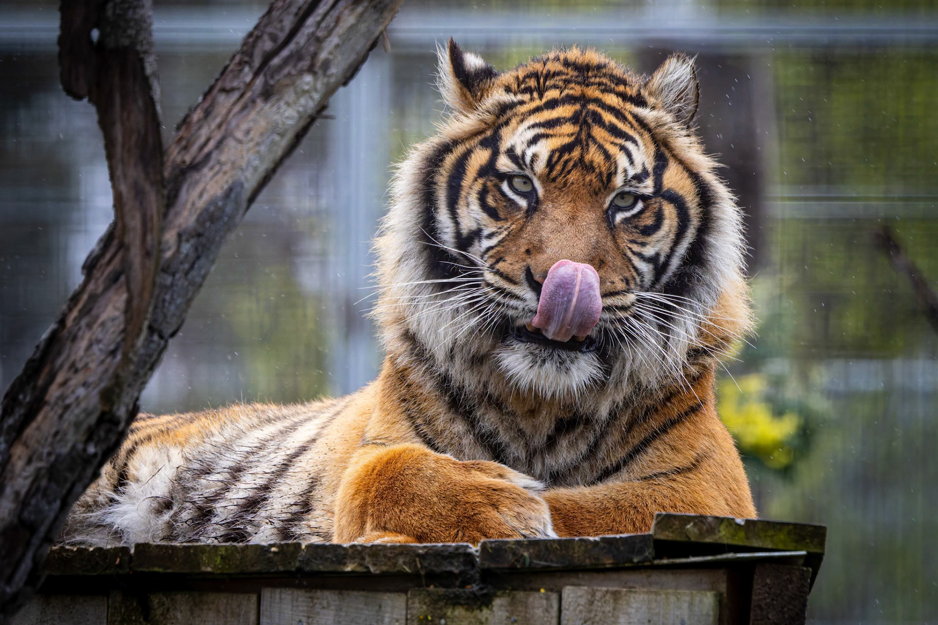 Sumatran Tiger at the Tasmanian Zoo outside of Launceston in Tasmania, Australia