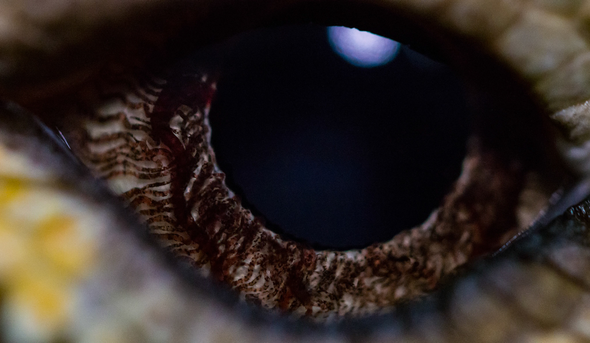 Frilled-Necked Lizard at the Digital Camera Warehouse Macro WildLife Workshop with the Wild Rangers WildLife Encounters at the Junction in Annerley, Brisbane, Australia