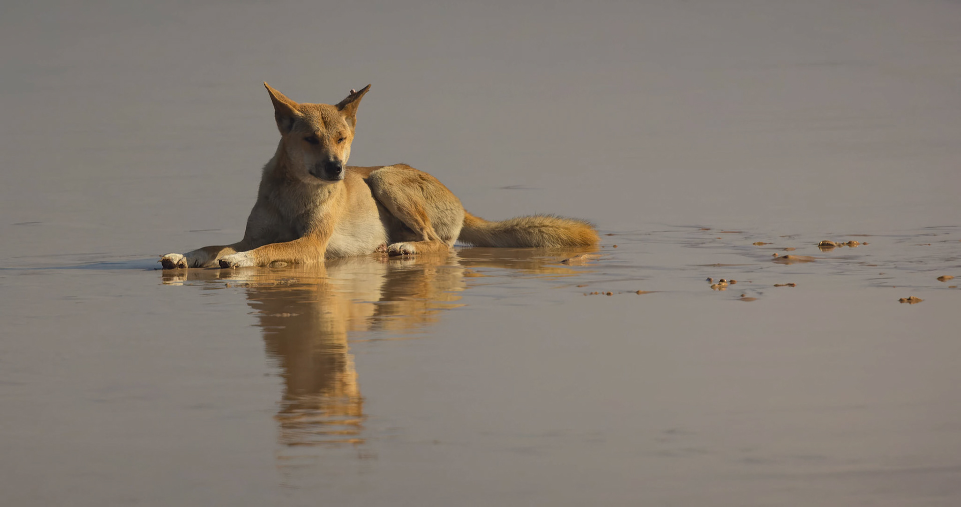 Dingo on the eastern beach of Fraser Island, Australia