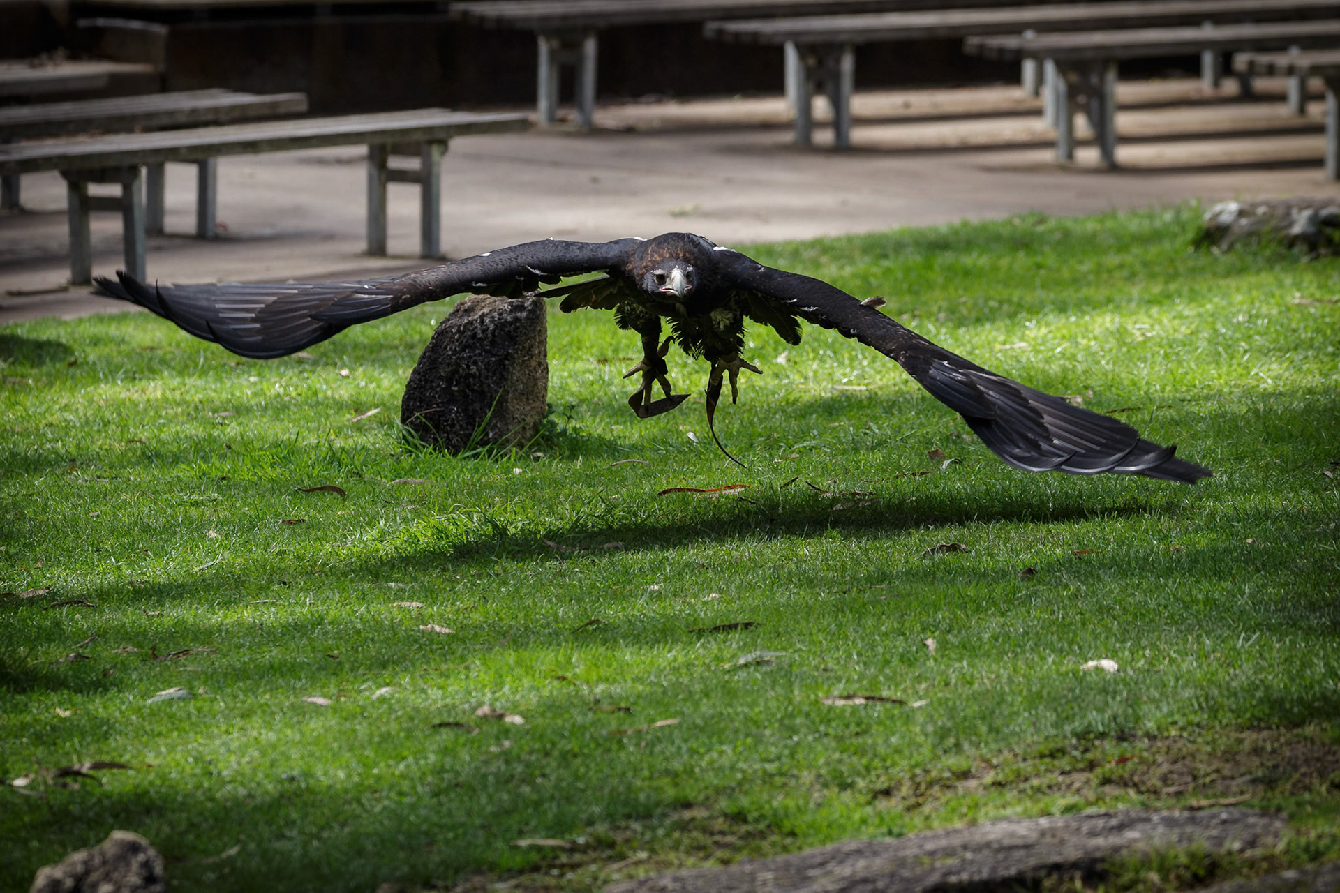 Wedge-Tailed Eagle during the Spirits of the Sky at Healesville Sanctuary in Healesville, Australia