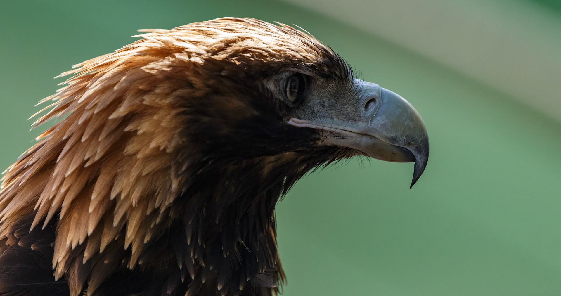 Wegde Tailed Eagle at the Raptor Domain on Kangaroo Island, Australia