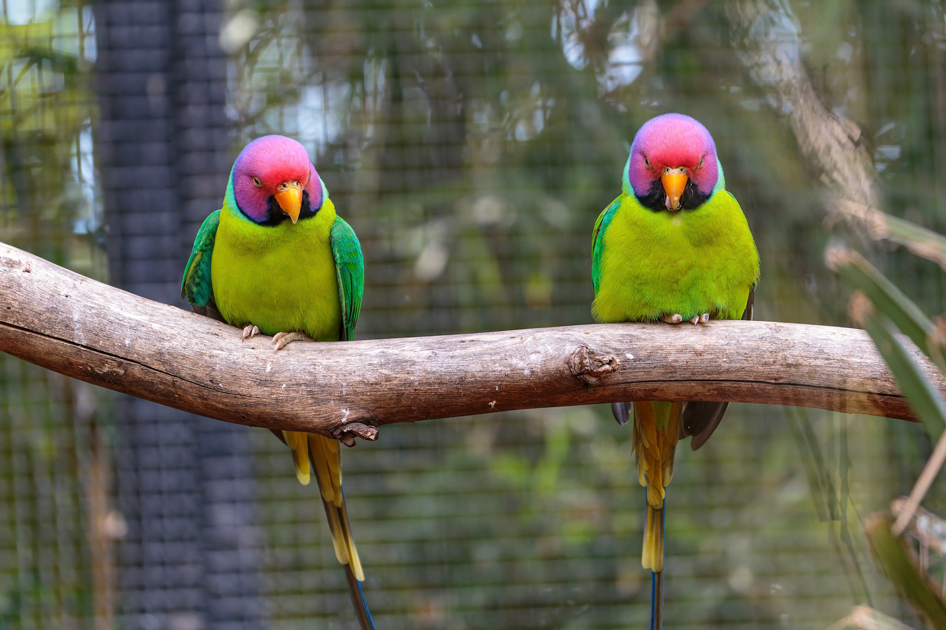 Plum-headed Parakeets at National Zoo &amp; Aquarium in Canberra, Australia
