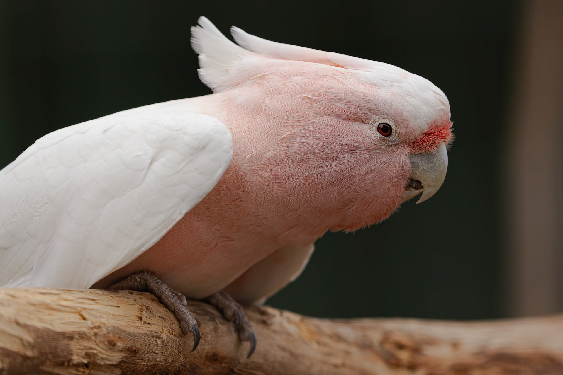 Major Mitchells Cockatoo at the Kangaroo Island Wildlife Park on Kangaroo Island, Australia