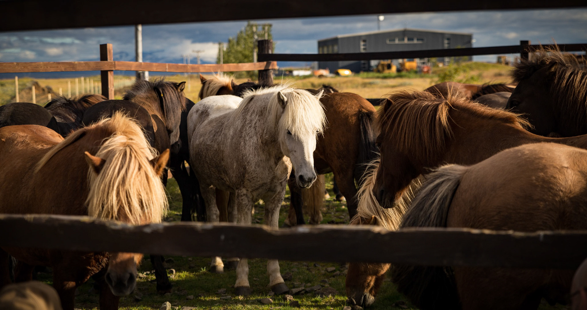 Icelandic Horses in the Þjórsá Region, Iceland