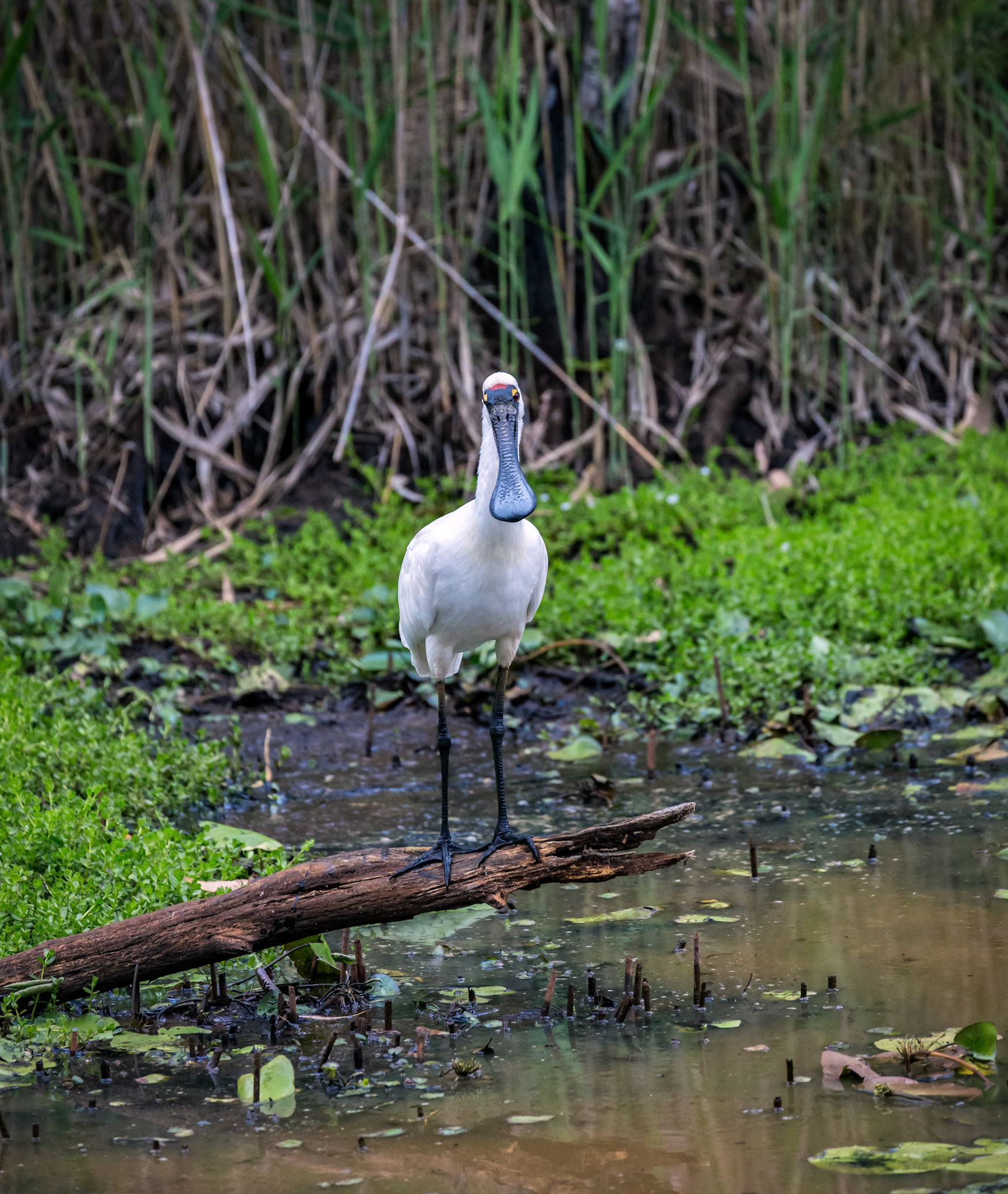 Royal Spoonbill at the Sandy Camp Wetland Reserve
