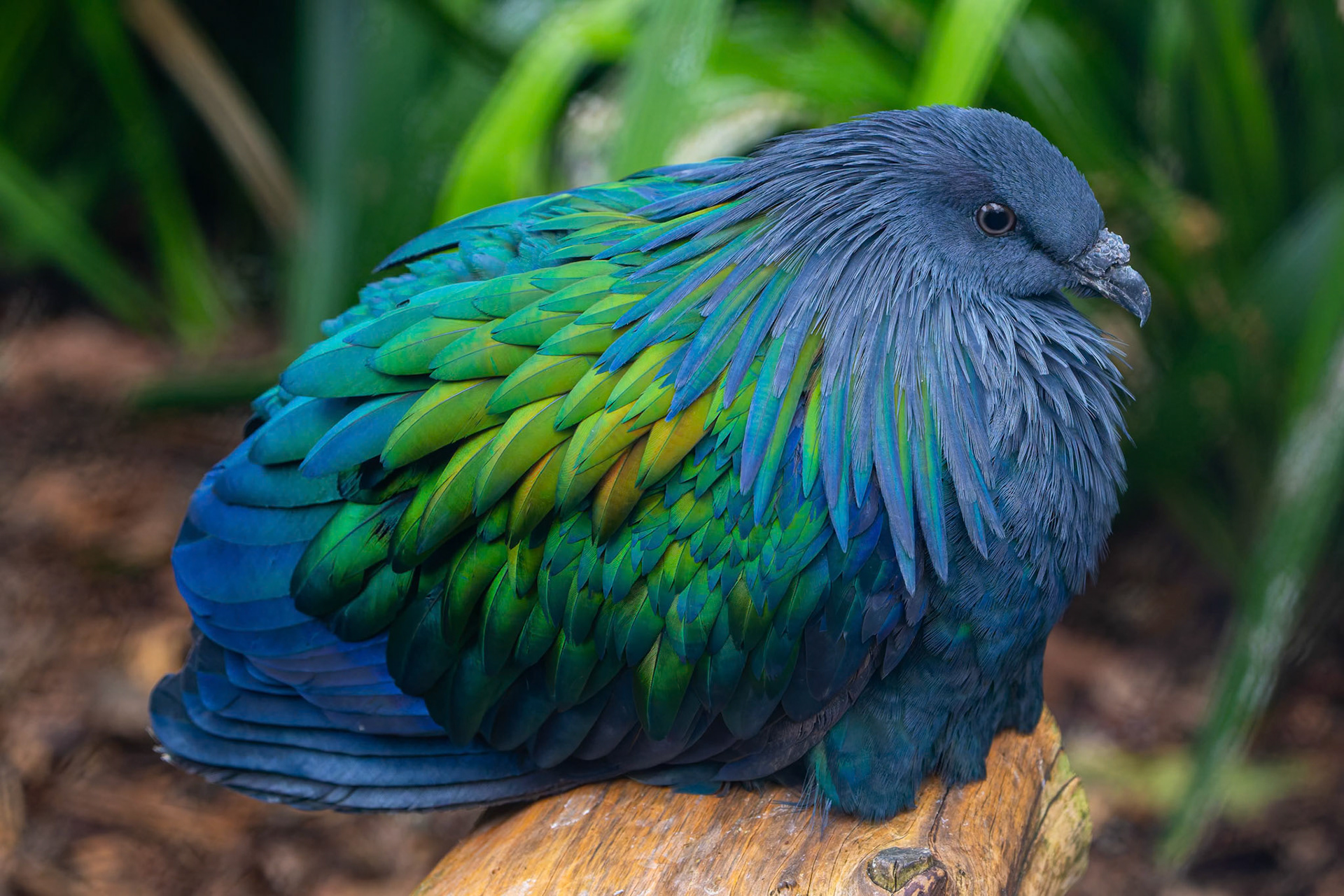 Nicobar Pigeon at the Adelaide Zoo, South Australia, Australia