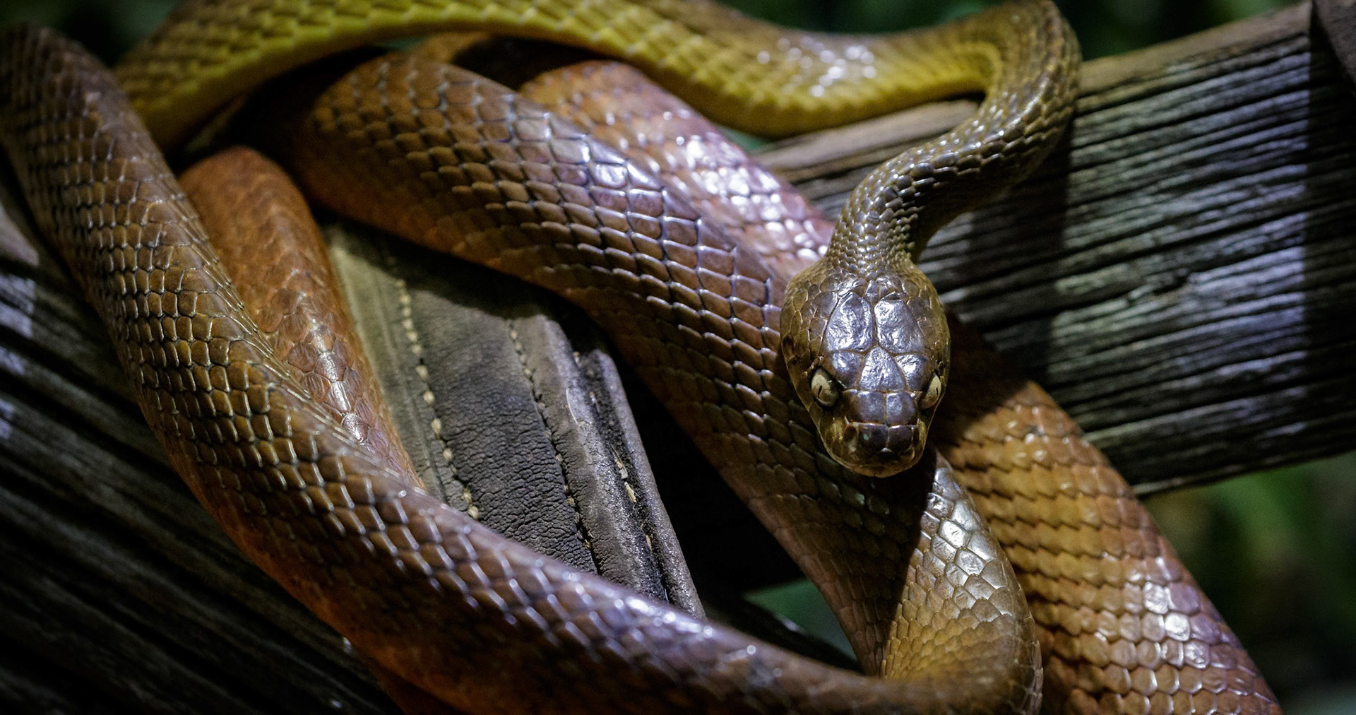 Coastal Taipan at Ballarat Wildlife Park in Ballarat, Victoria, Australia
