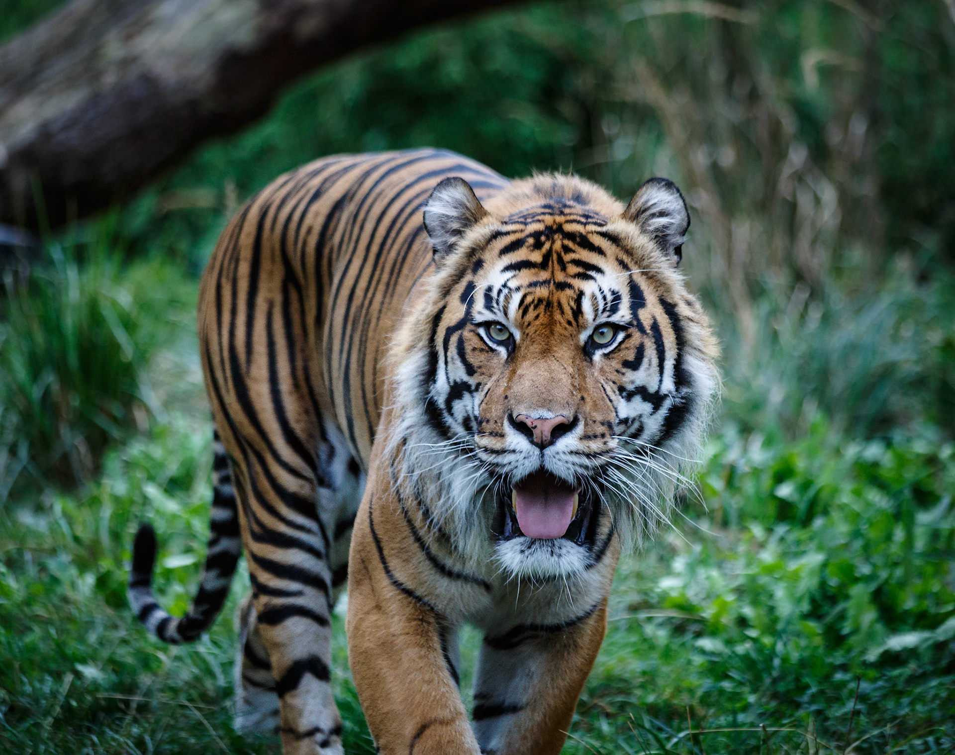 Sumatran Tiger at the London ZSL, England