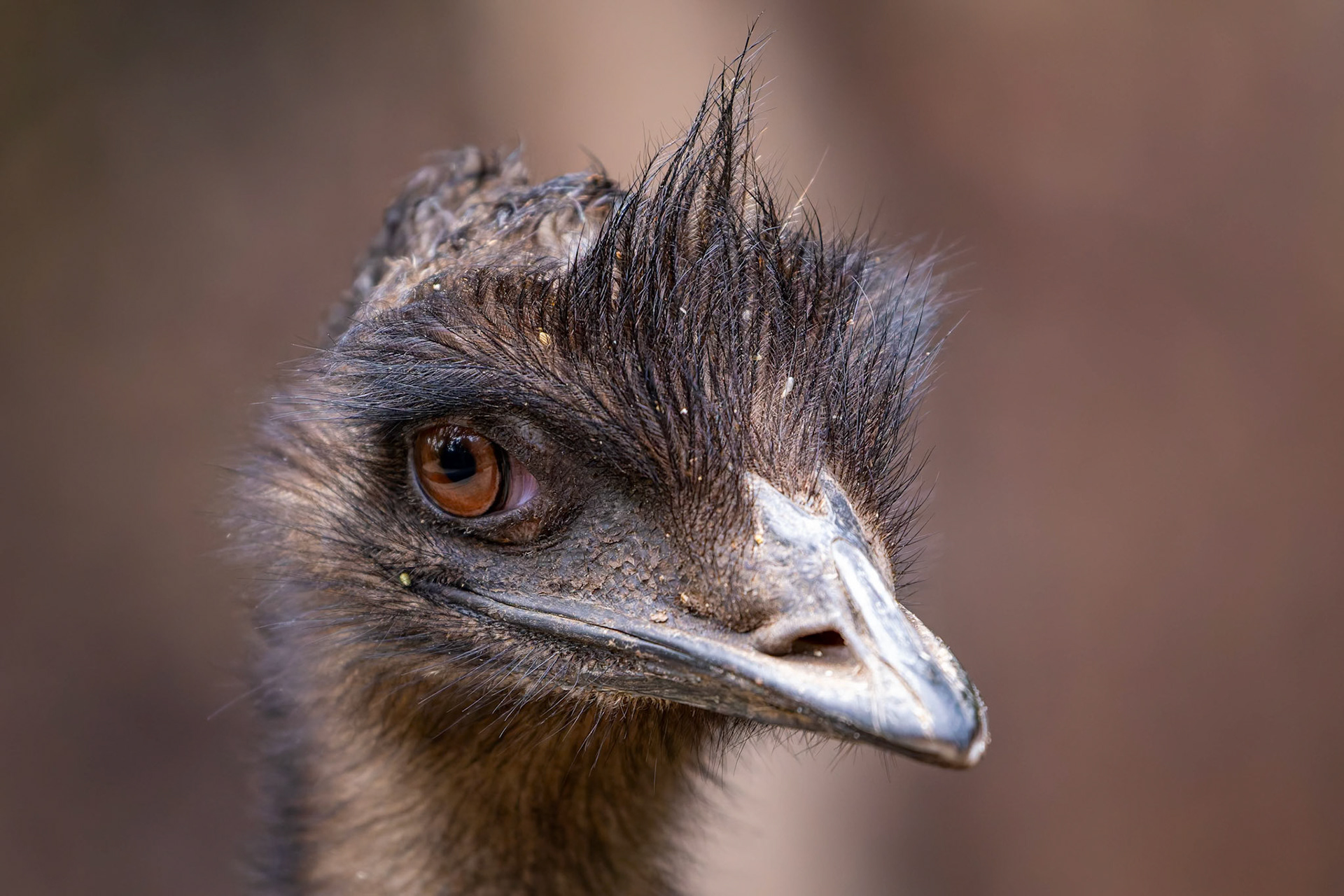 Emu at Healesville Sanctuary in Healesville, Australia