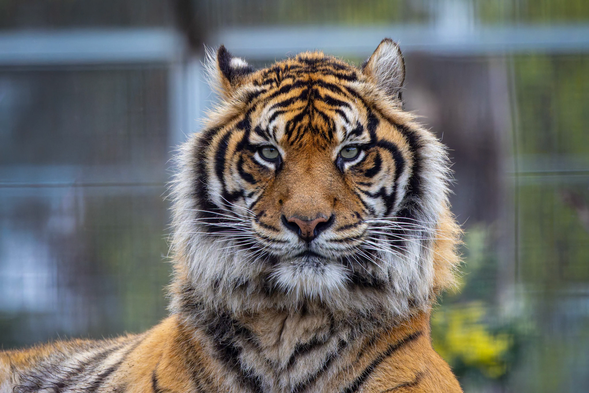 Sumatran Tiger at the Tasmanian Zoo outside of Launceston in Tasmania, Australia