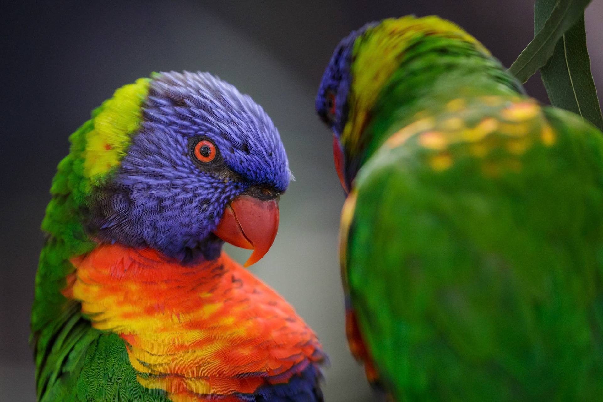 Rainbow Lorikeet at Healesville Sanctuary in Healesville, Australia