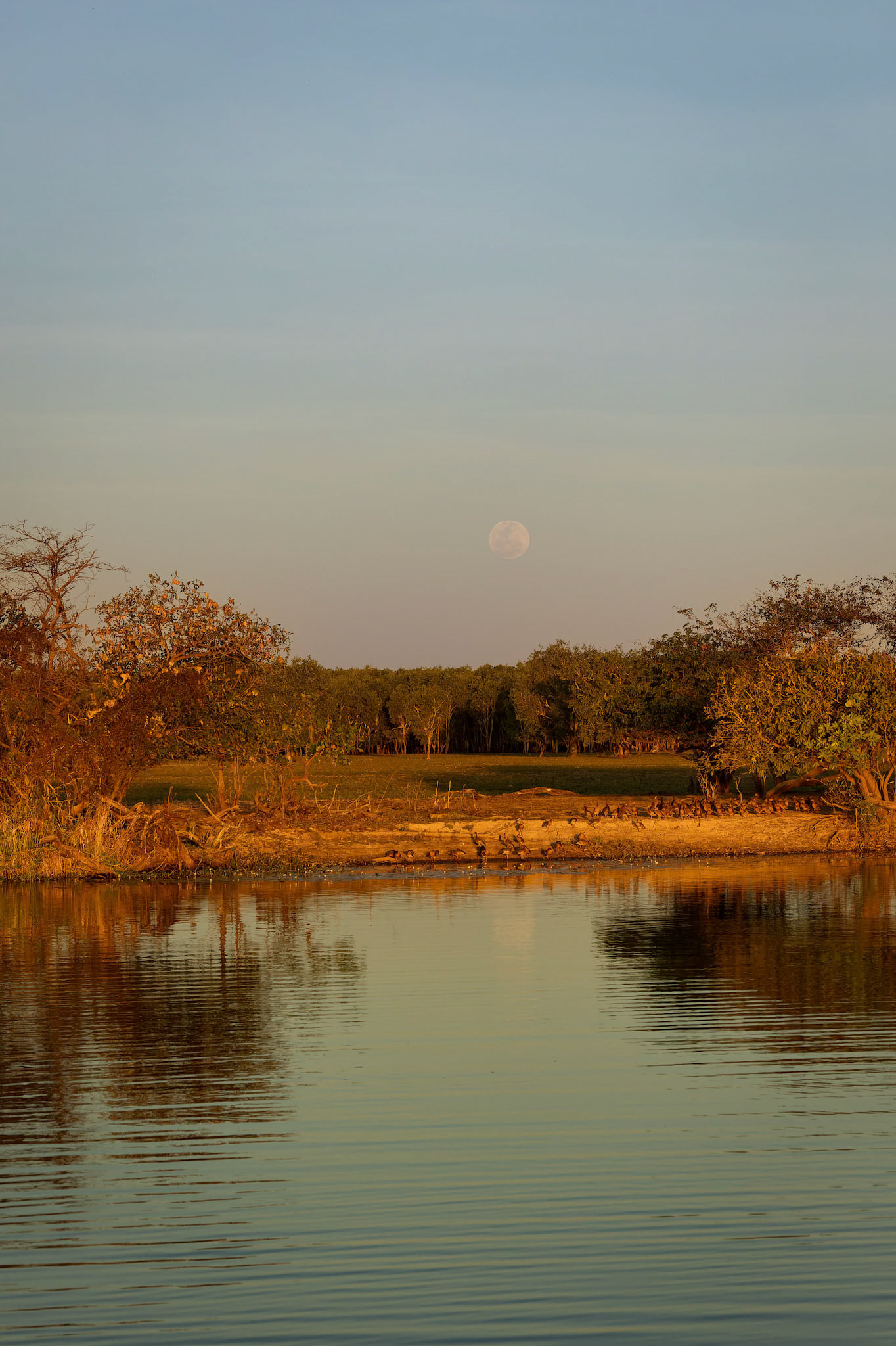 Moon rising over Yellow Water (Ngurrungurrudjba) in Kakadu, Northern Territory, Australia