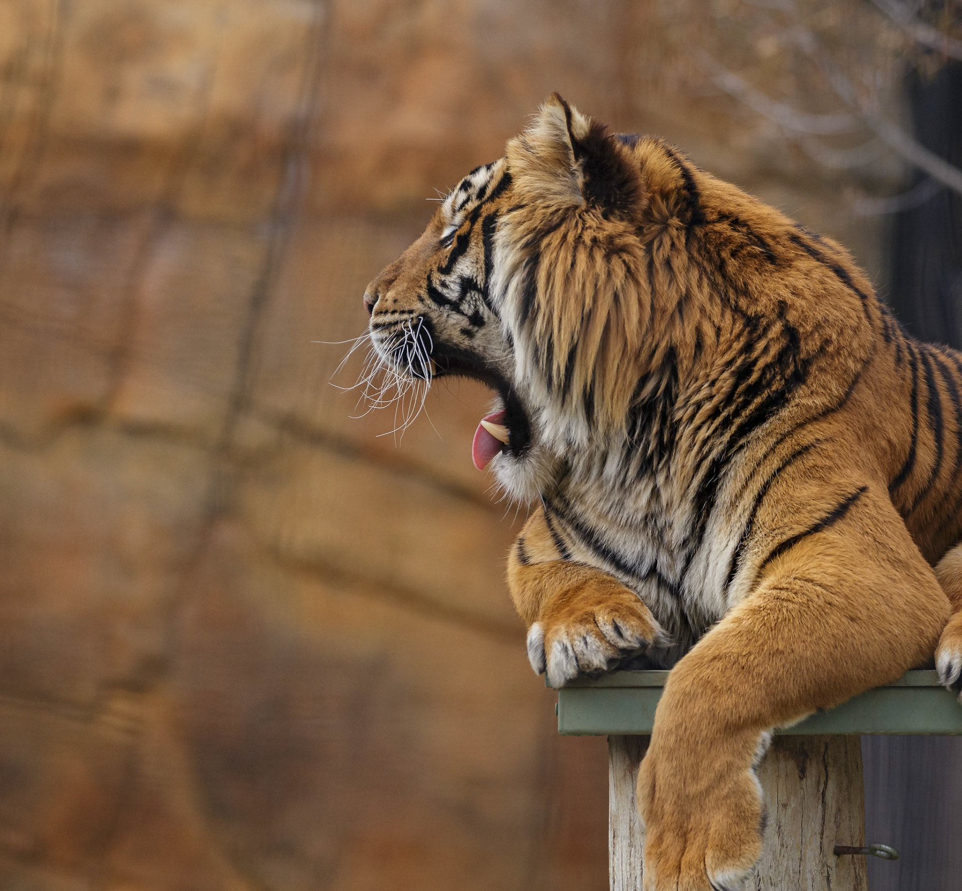 Bengal Tiger at National Zoo &amp; Aquarium in Canberra, Australia