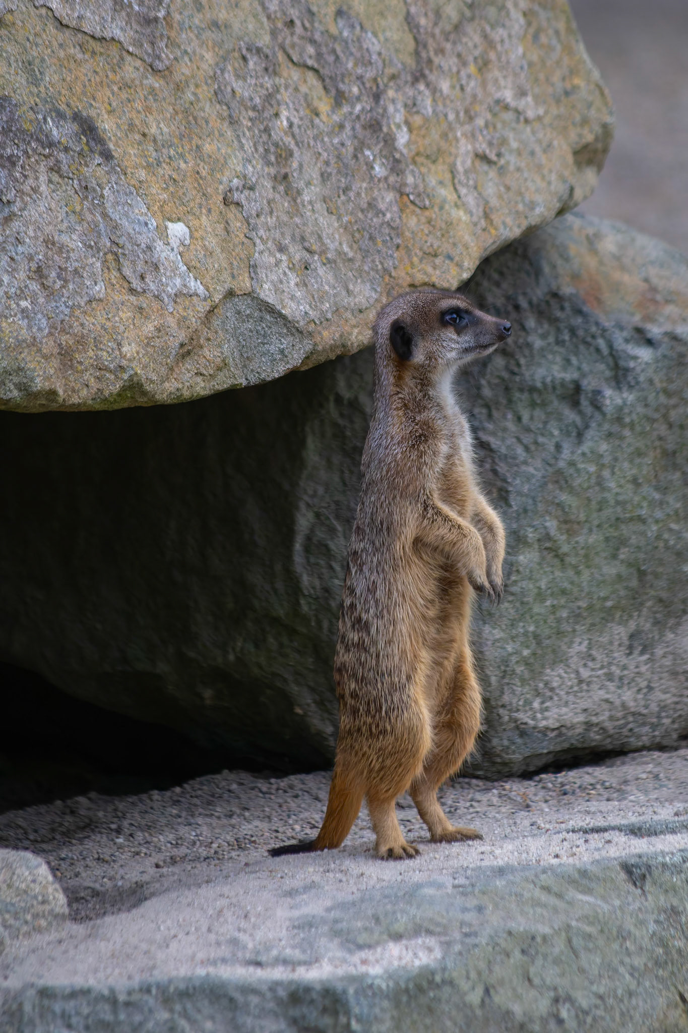 Meerkat at the Edinburgh Zoo, Scotland