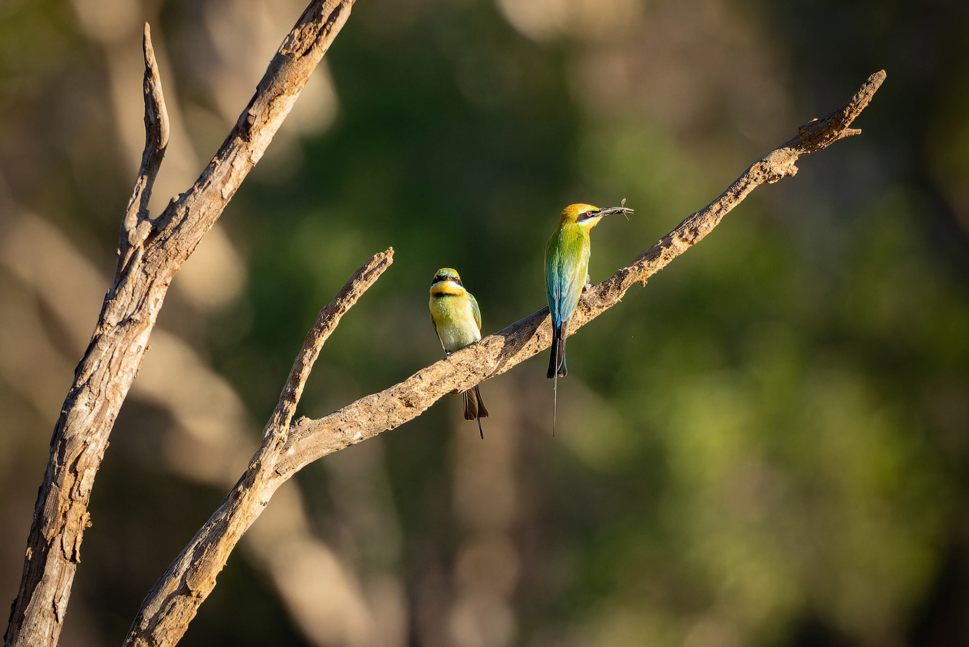 A pair of Rainbow Bee-Eaters in Anbangbang Billabong at Kakadu National Park in Northern Territory, Australia
