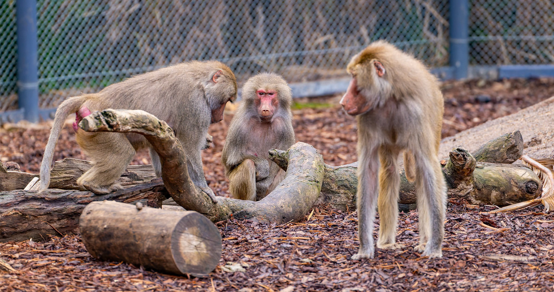 Hamadryas Baboon at the Melbourne Zoo in Melbourne, Australia