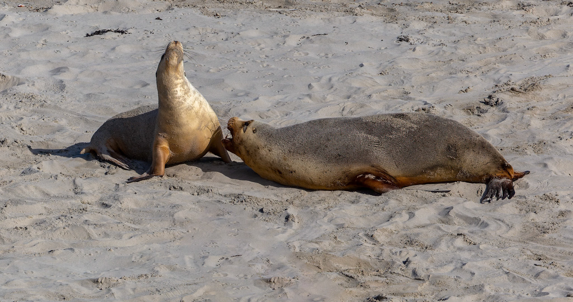 Australian Sea Lion at Seal Bay on Kangaroo Island, Australia