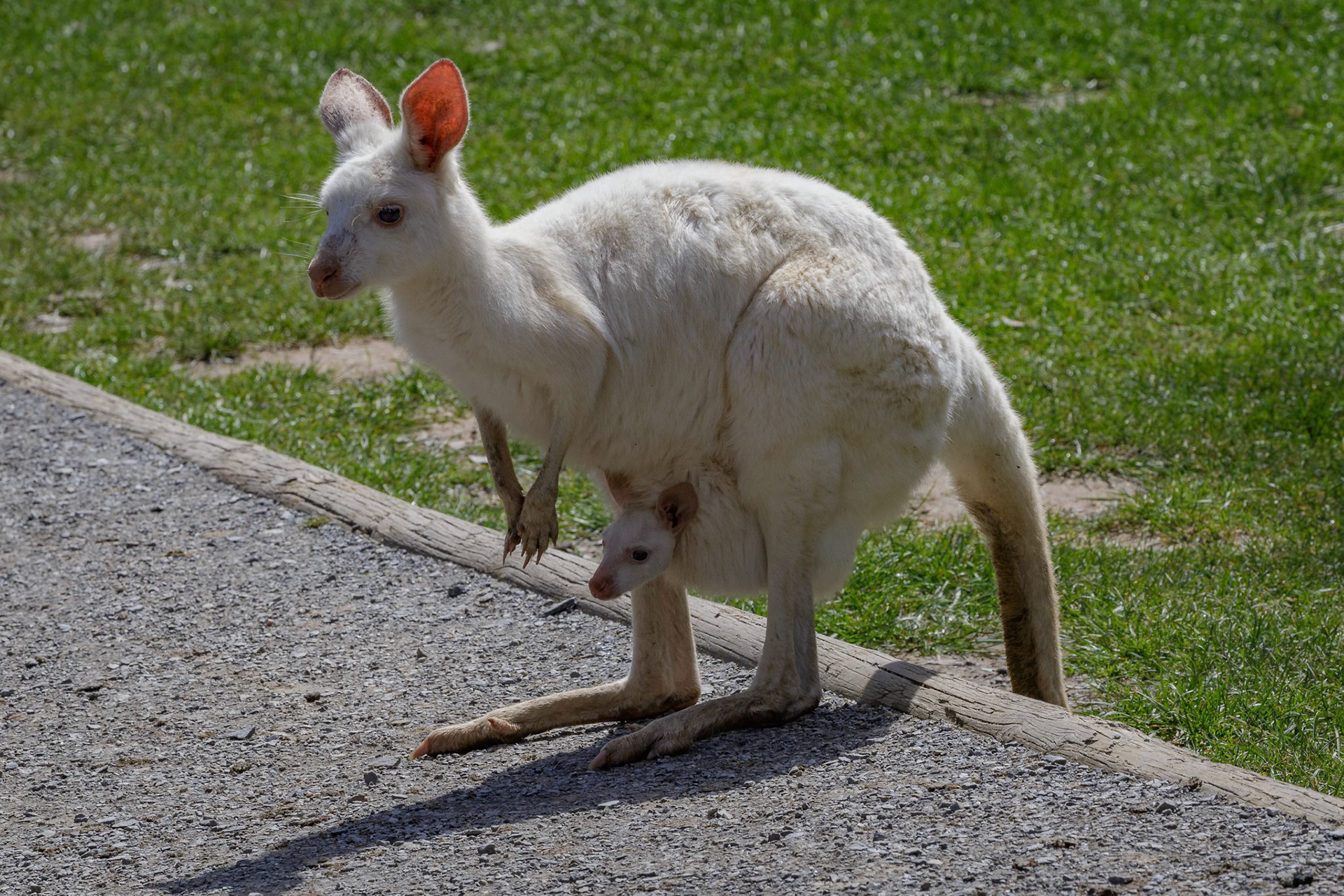 White Kangaroo with joey at the Gorge Wildlife Park, South Australia, Australia
