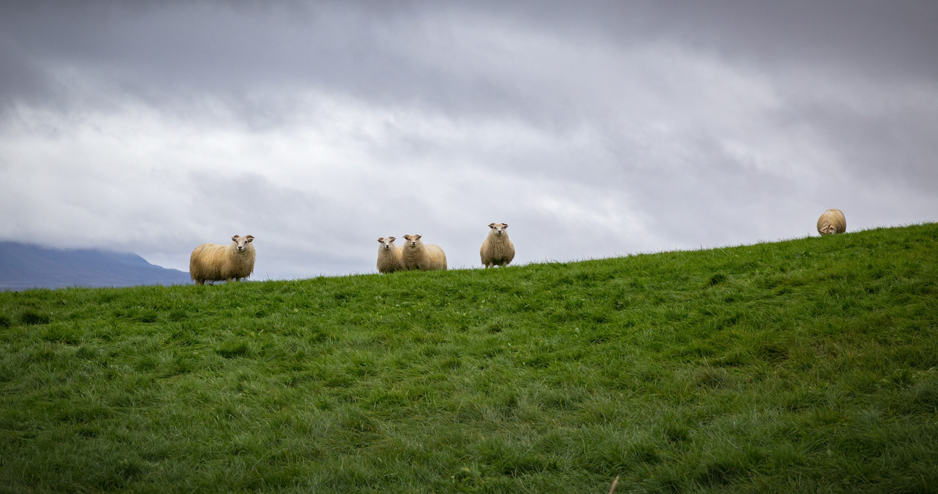 Sheep at Skútustaðagígar, Iceland