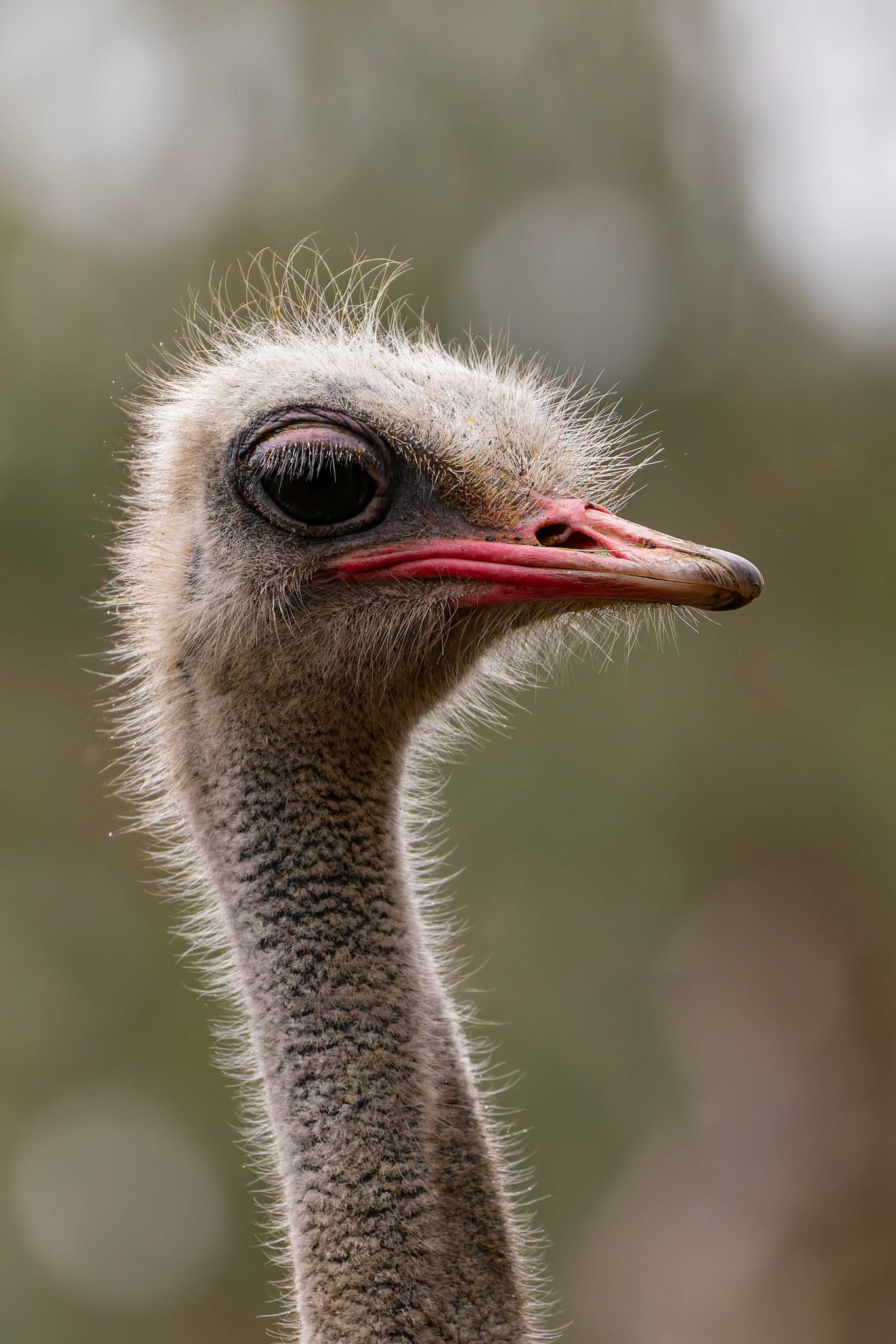 Emu at the Kangaroo Island Wildlife Park on Kangaroo Island, Australia