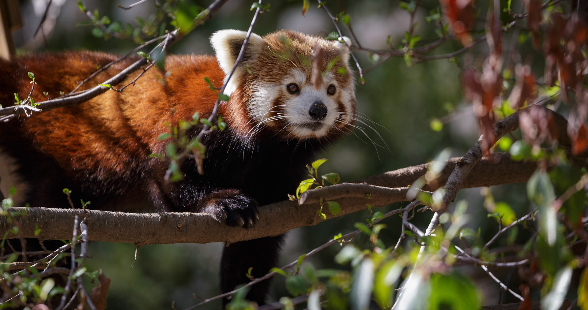 Red Panda at National Zoo &amp; Aquarium in Canberra, Australia