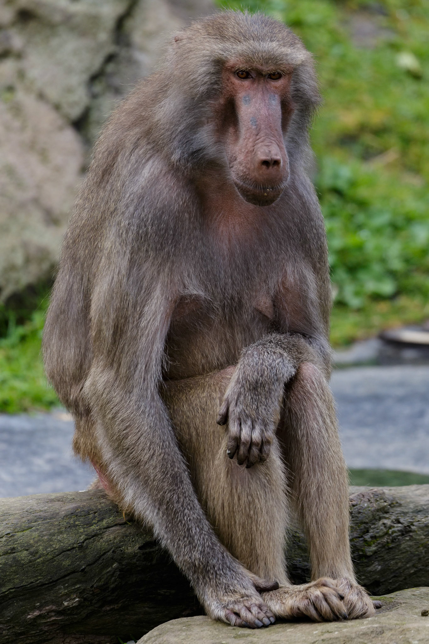 Hamadryas Baboon at the Melbourne Zoo in Melbourne, Australia