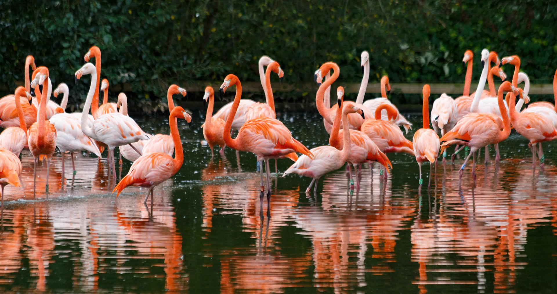 Caribbean Flamingos at the Chester Zoo, England