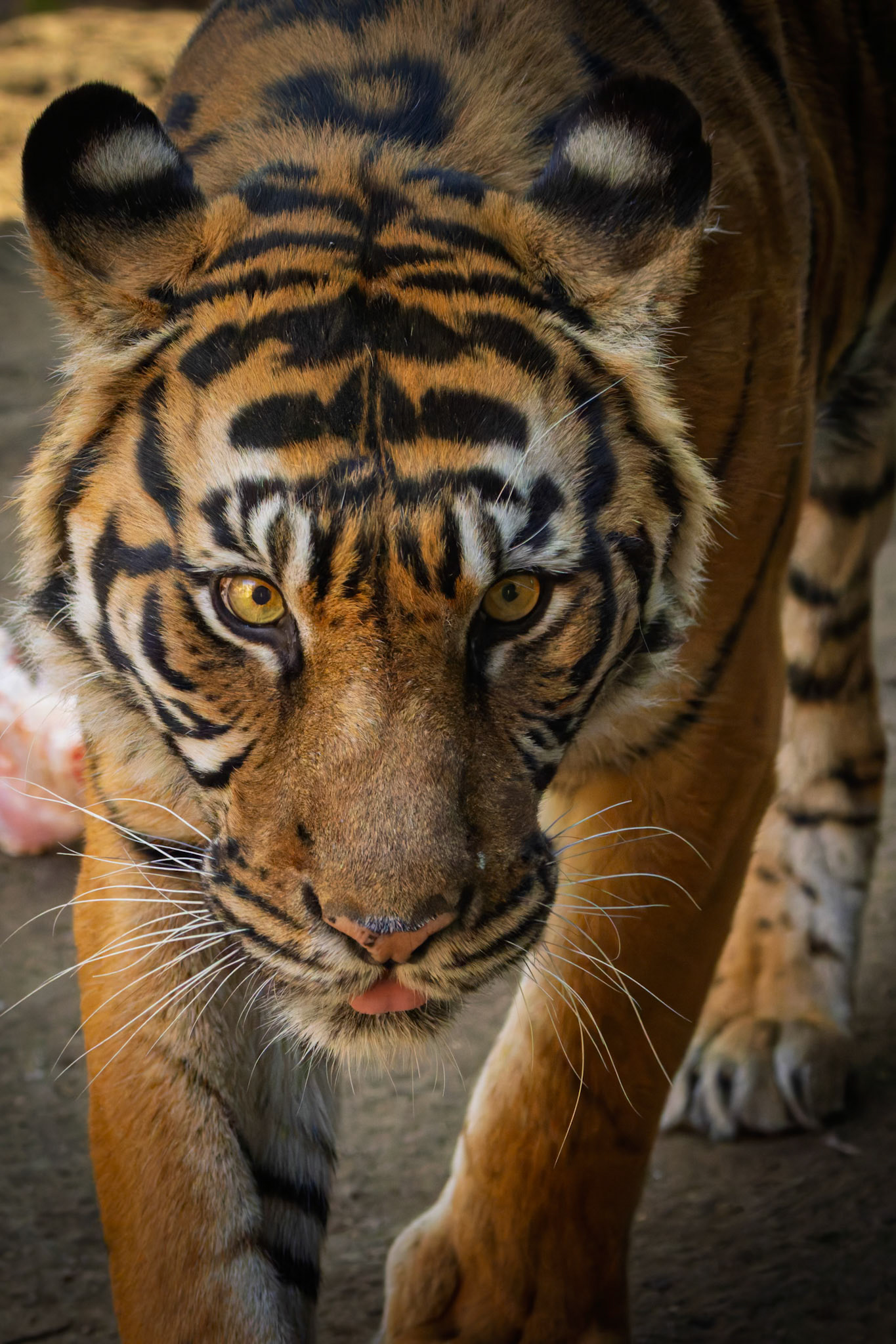 Bengal Tiger at Ueno Zoological Gardens in Tokyo, Japan