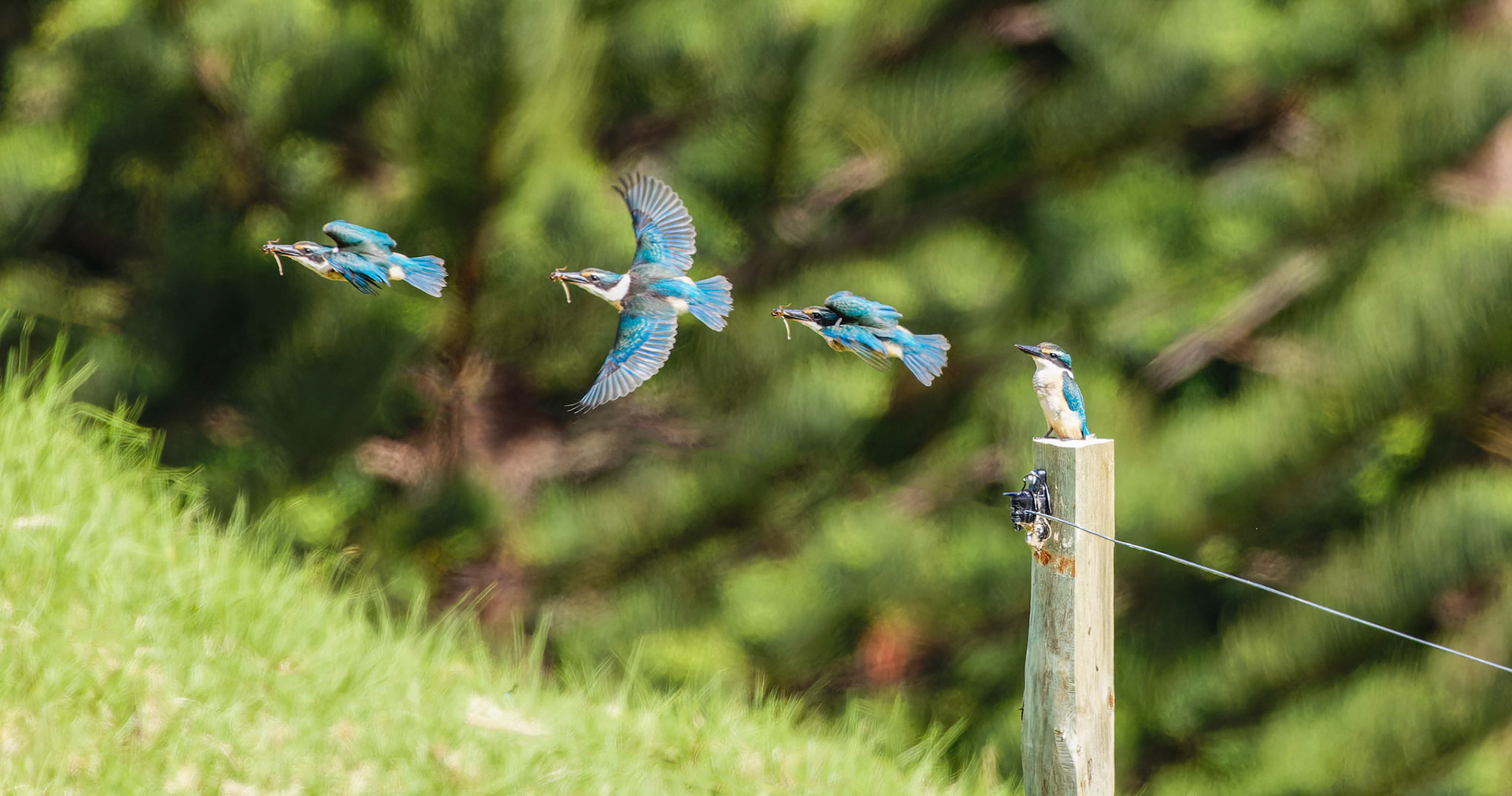 A Sacred kingfisher on Norfolk Island
