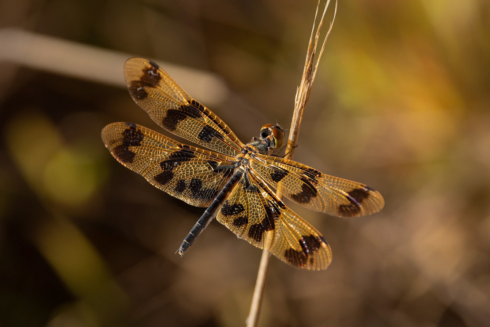 Common Dragonfly at Mamukala Wetlands in Kakadu National Park in Northern Territory, Australia