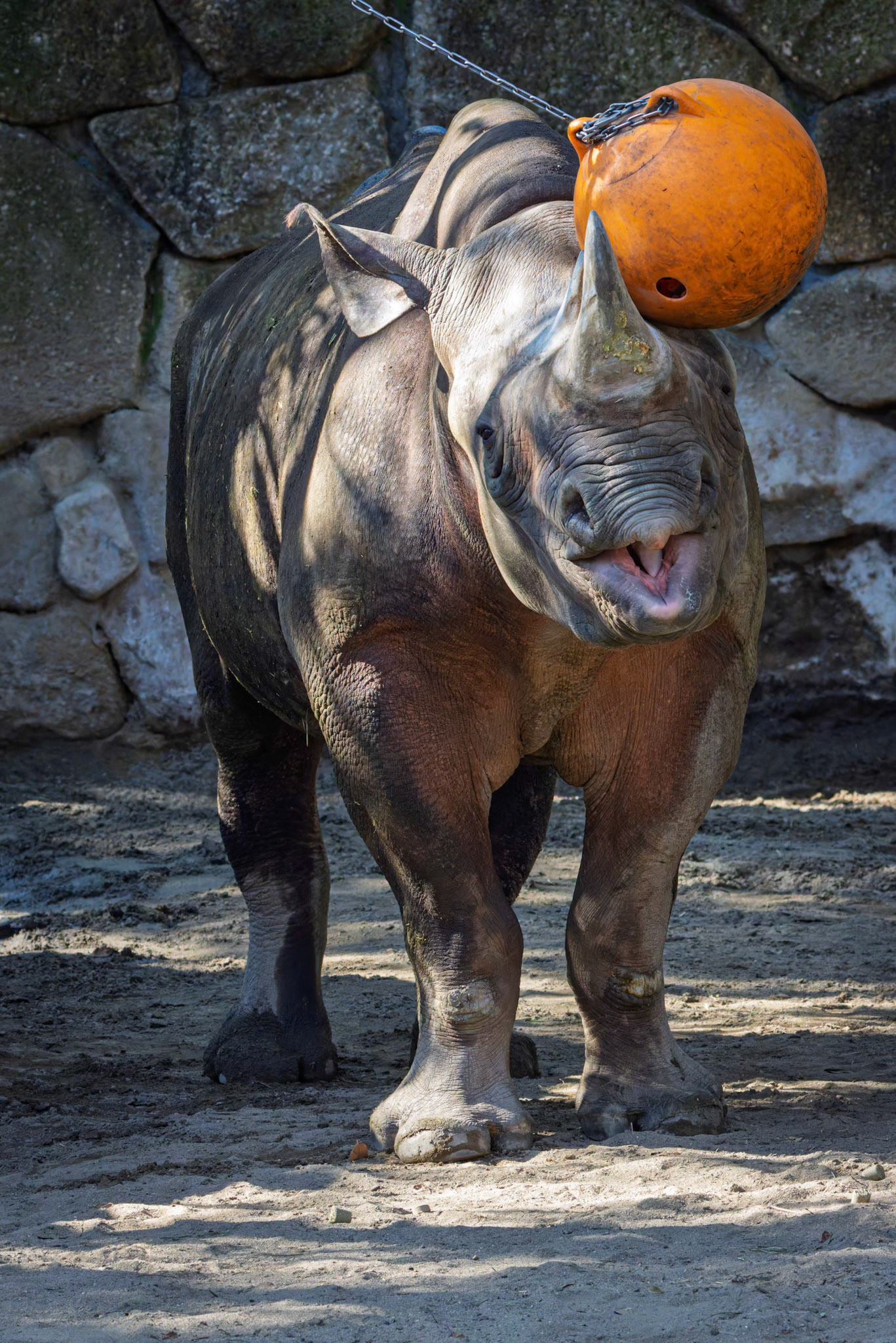 Eastern Black Rhinoceros at Ueno Zoological Gardens in Tokyo, Japan